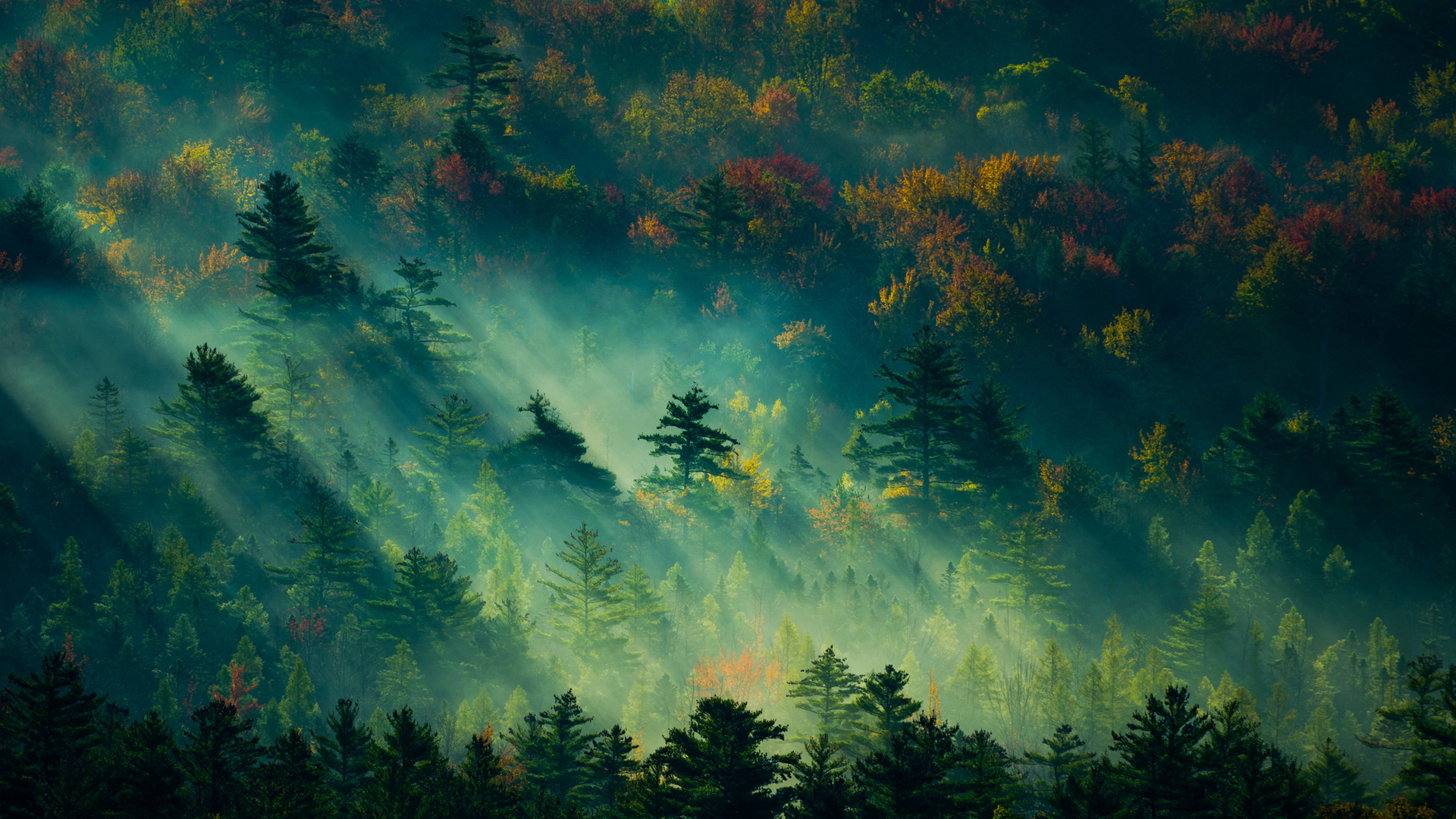 自然森林阳光壁纸，护眼美景，免费电脑壁纸下载