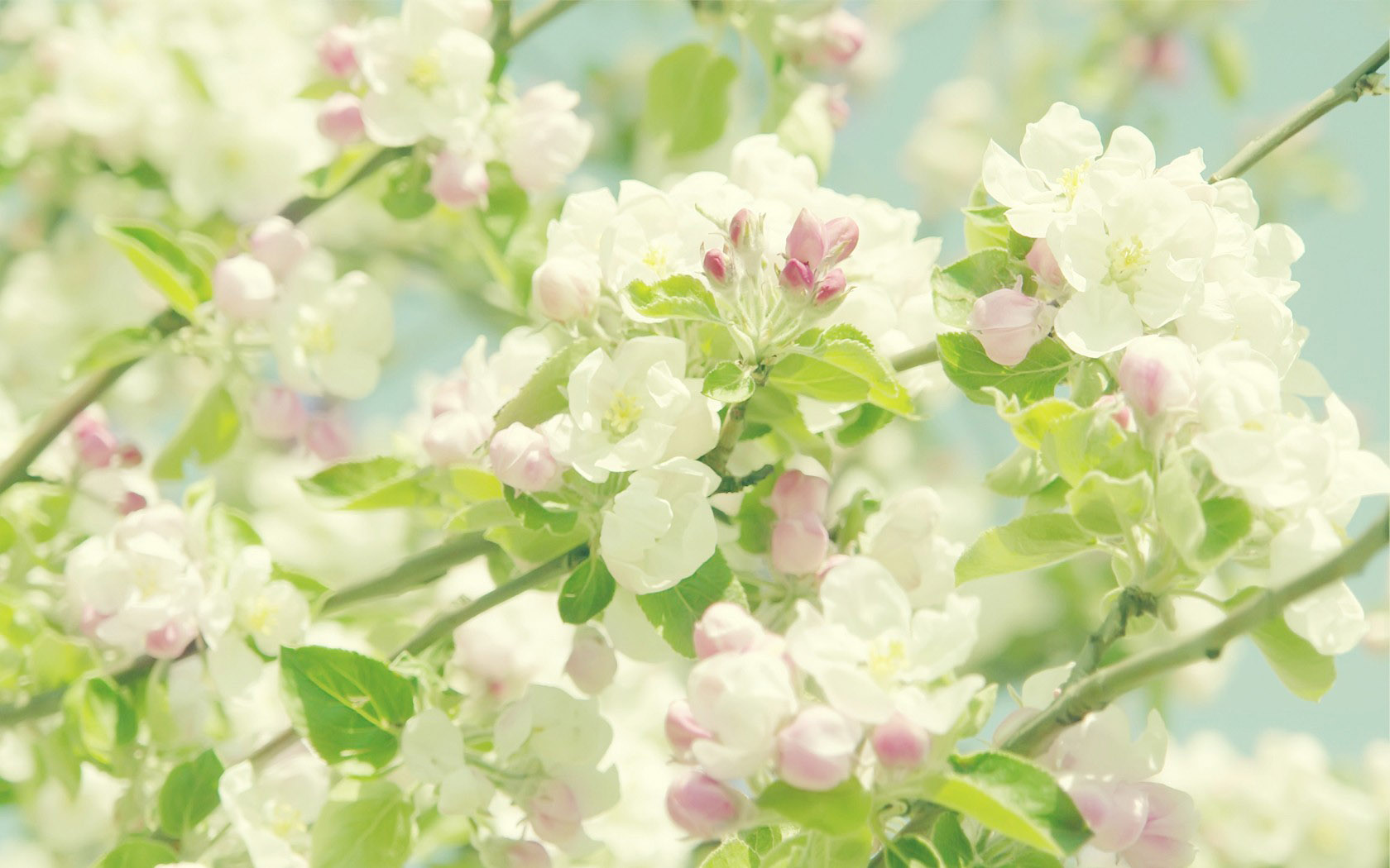 高清梨花桌面壁纸，精选花卉电脑壁纸，免费下载！