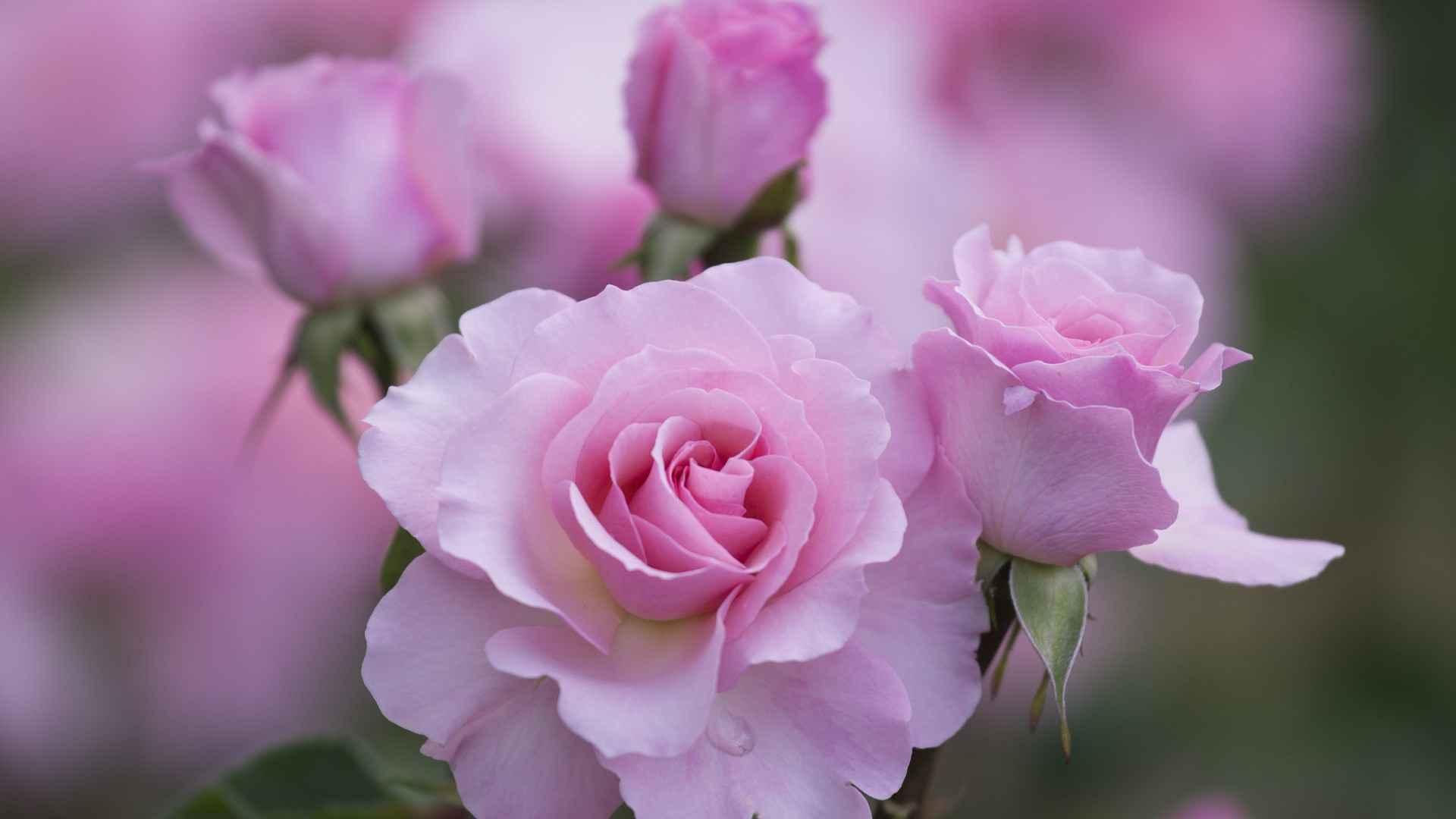 粉色玫瑰花瓣之美，免费高清桌面花卉壁纸下载