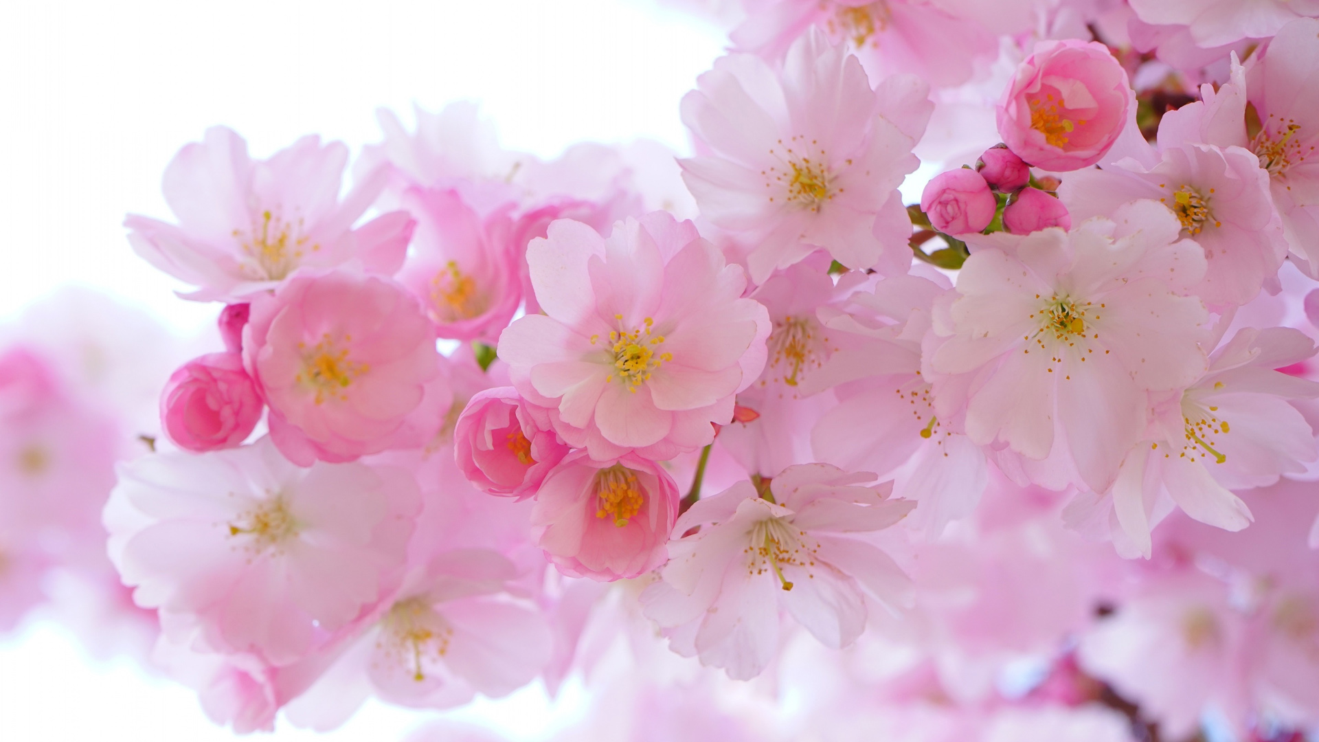 日本樱花绽放美景，高清花卉桌面壁纸，免费下载！
