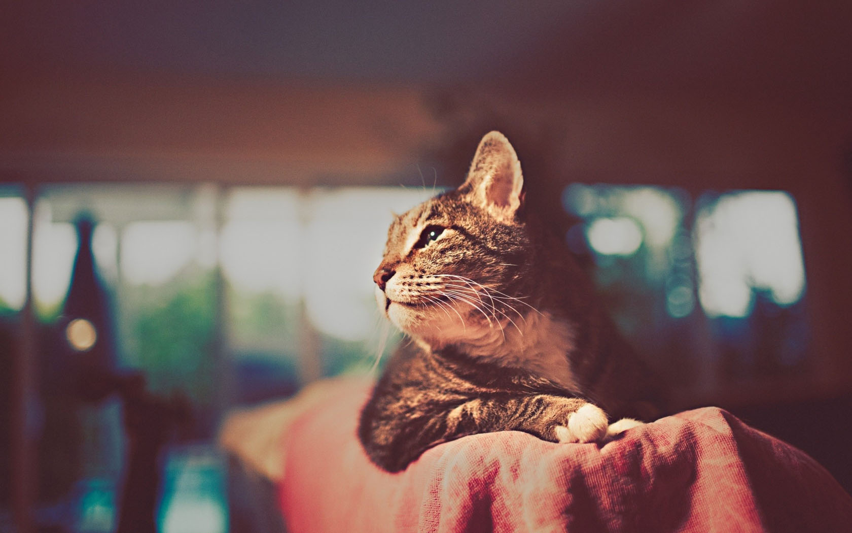 可爱大猫桌面壁纸，免费动物电脑壁纸精选下载