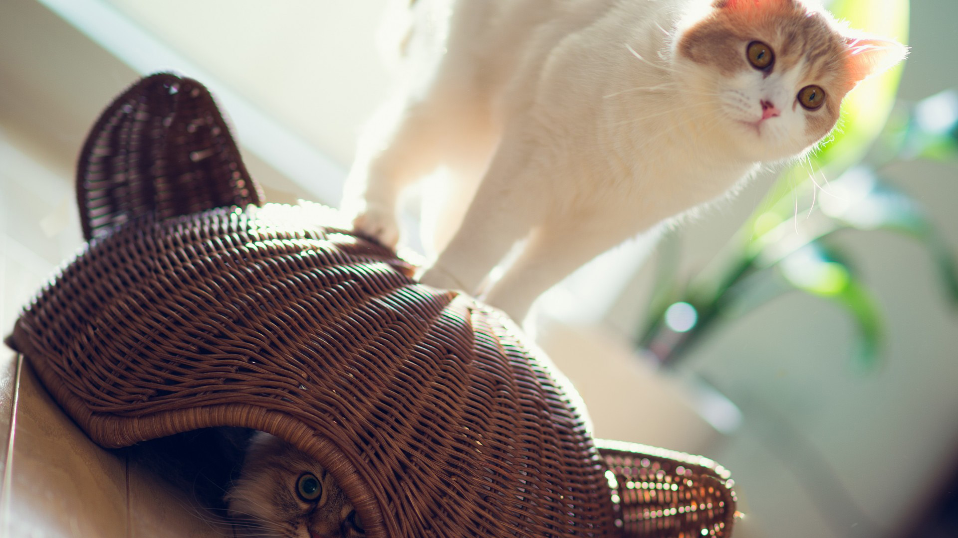 可爱猫咪捉迷藏主题桌面壁纸，免费动物电脑壁纸下载