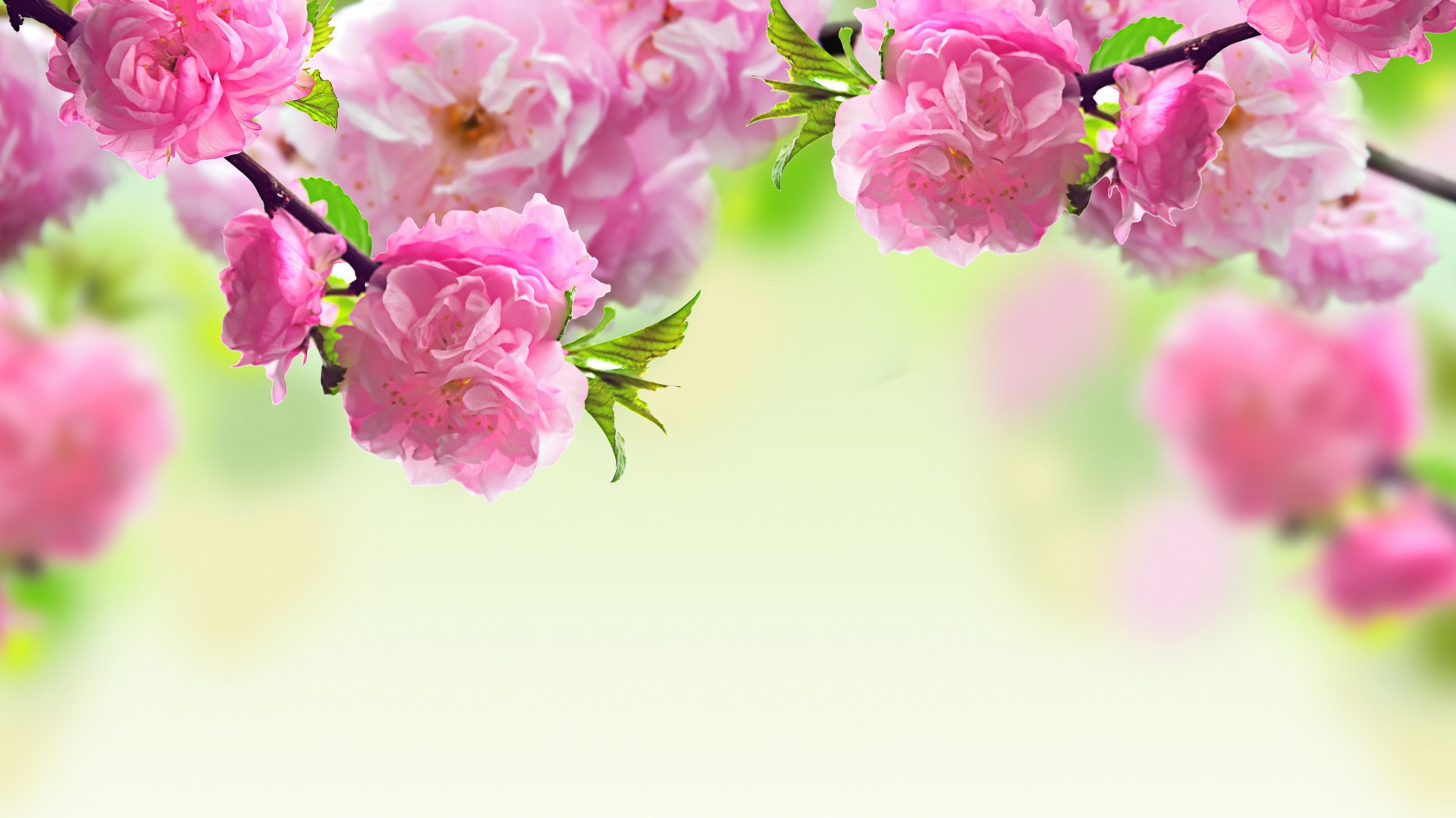 免费下载，绝美春景桃花壁纸，粉红色桃花树枝装点你的电脑桌面