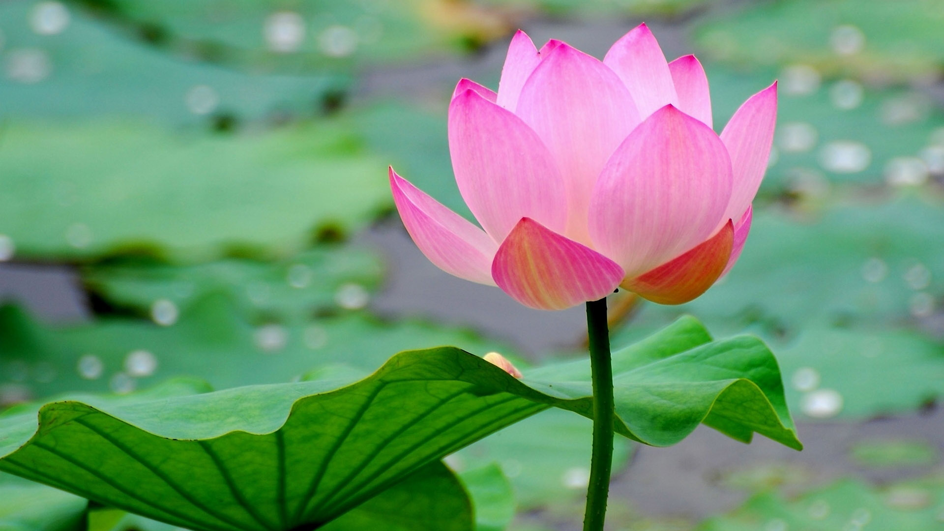 荷花壁纸，免费电脑桌面背景花卉下载