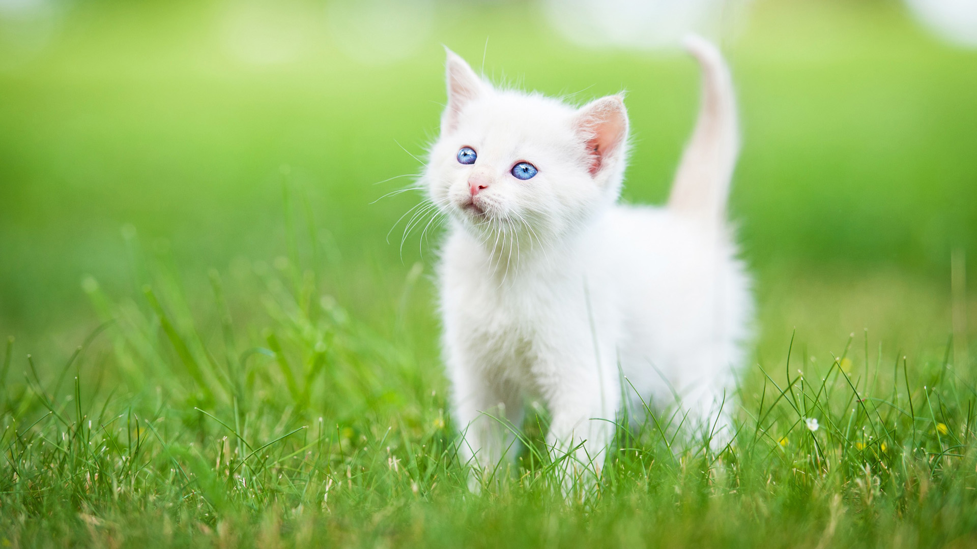 白色小猫嬉戏绿草地，萌宠宝贝壁纸免费下载，精选动物电脑壁纸