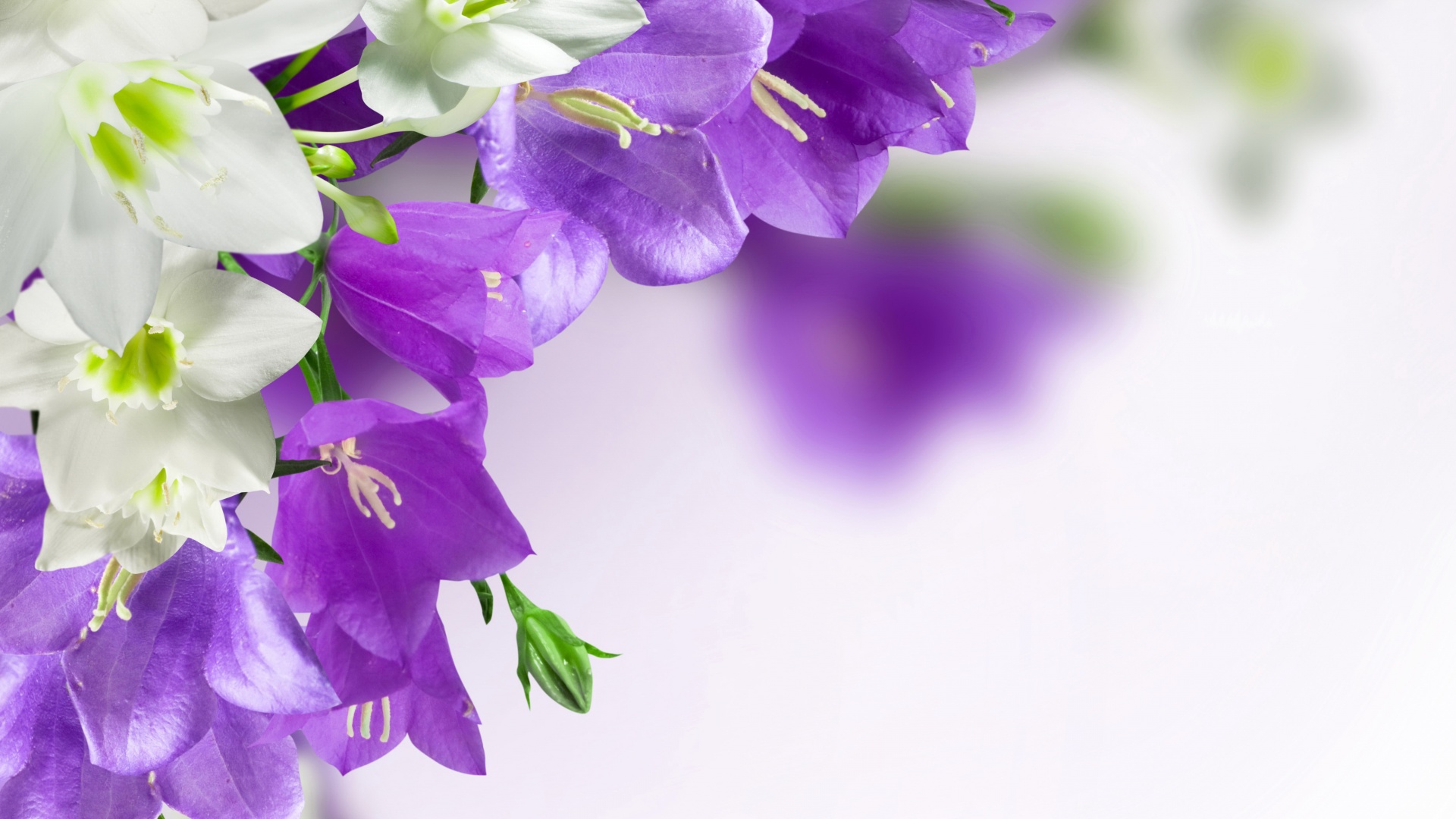 紫色花海电脑壁纸，精选花卉图案，高清免费下载