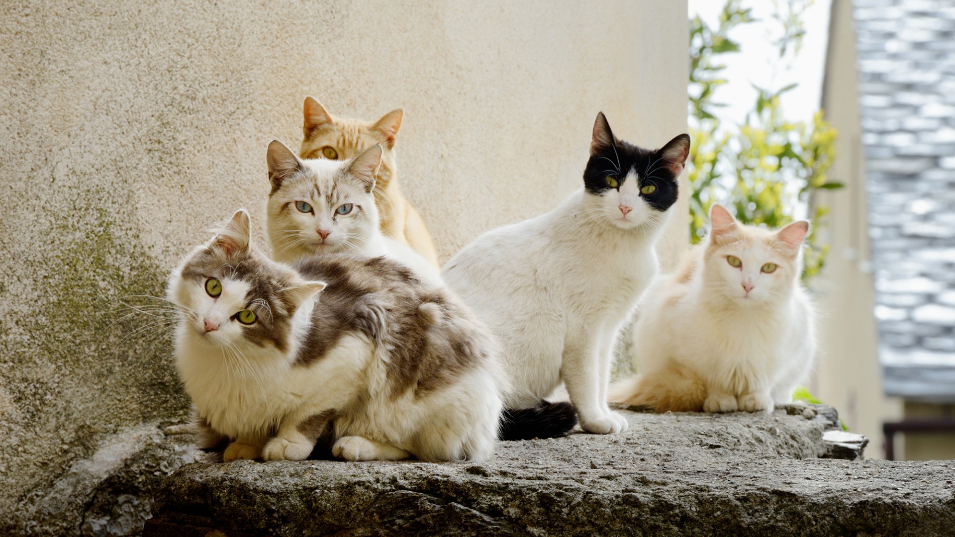 五只萌猫组合，夏季专属可爱壁纸，免费下载装点你的电脑桌面！