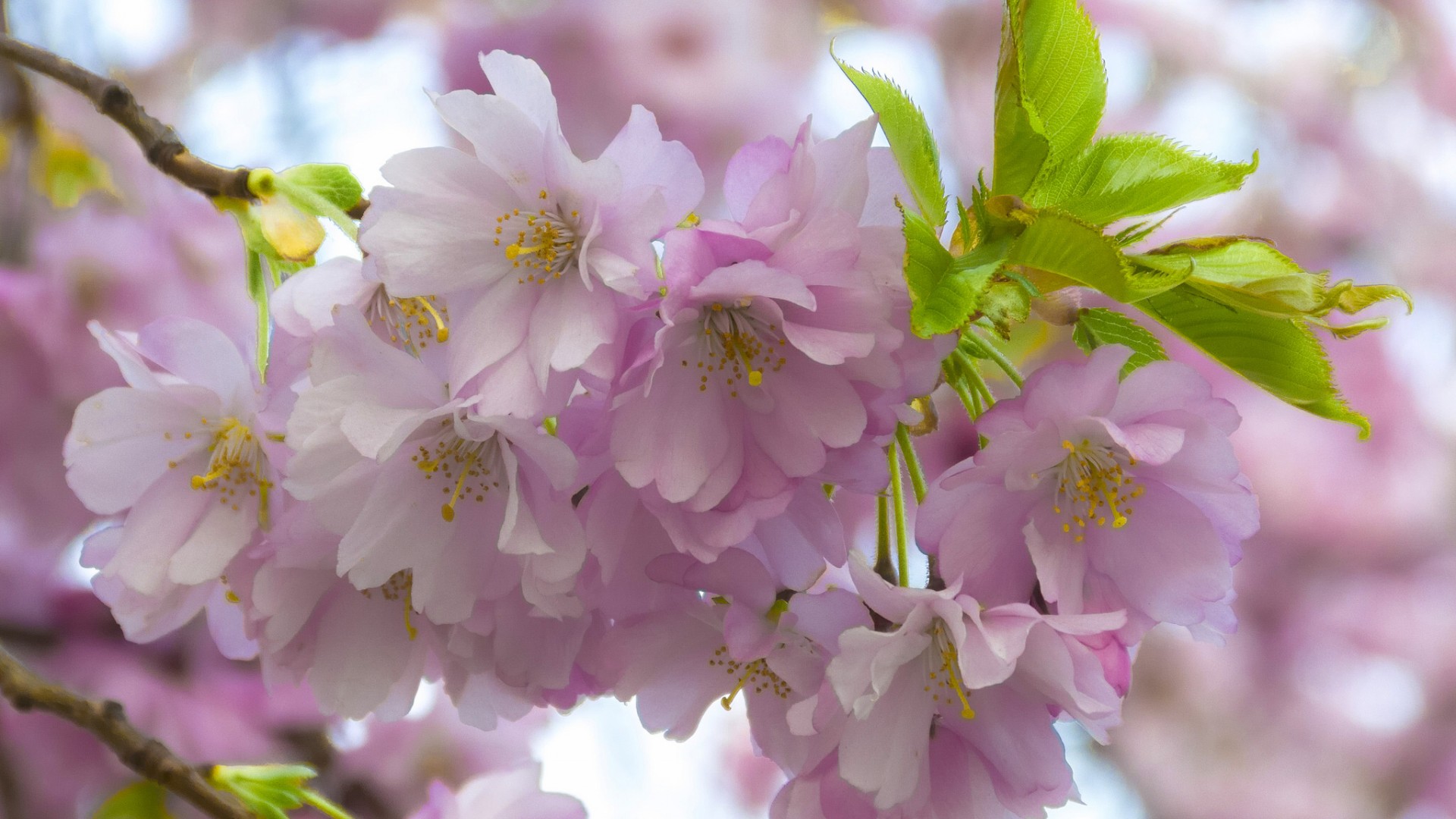 樱桃花桌面壁纸