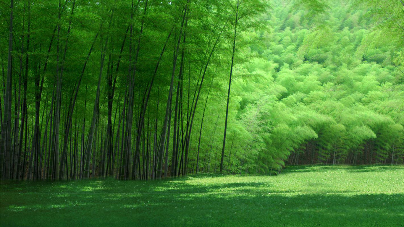 绿色竹林背景墙，清新壁纸免费下载，装点你的电脑桌面