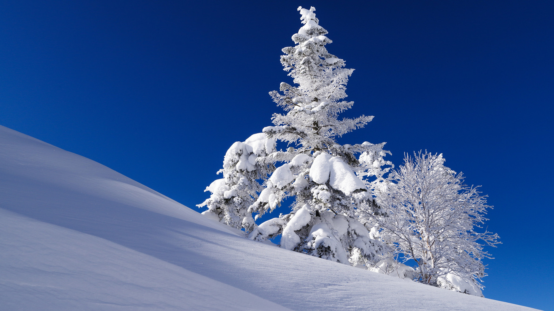 冬日天空下的杉木边坡雪景，绝美风景壁纸，免费下载装点你的桌面！