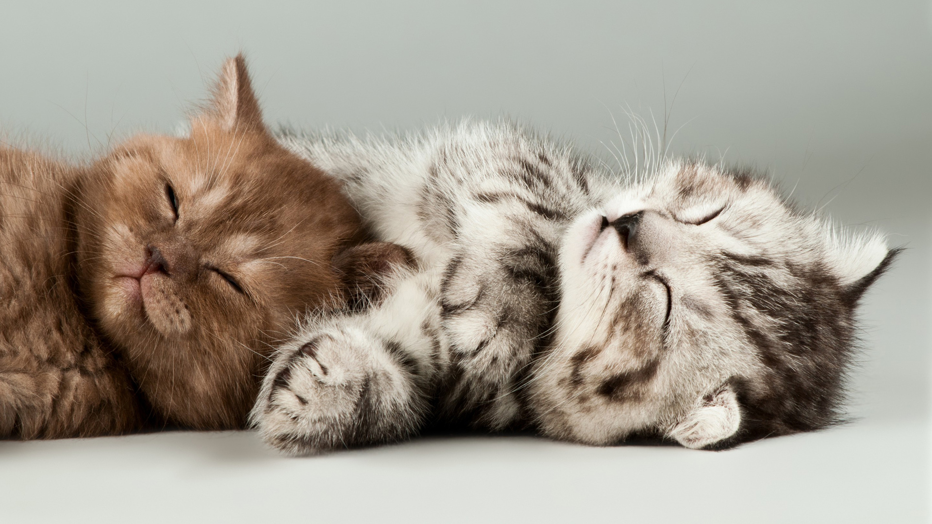 两只萌猫入梦来，超萌桌面壁纸免费下载，扮靓你的电脑桌面！