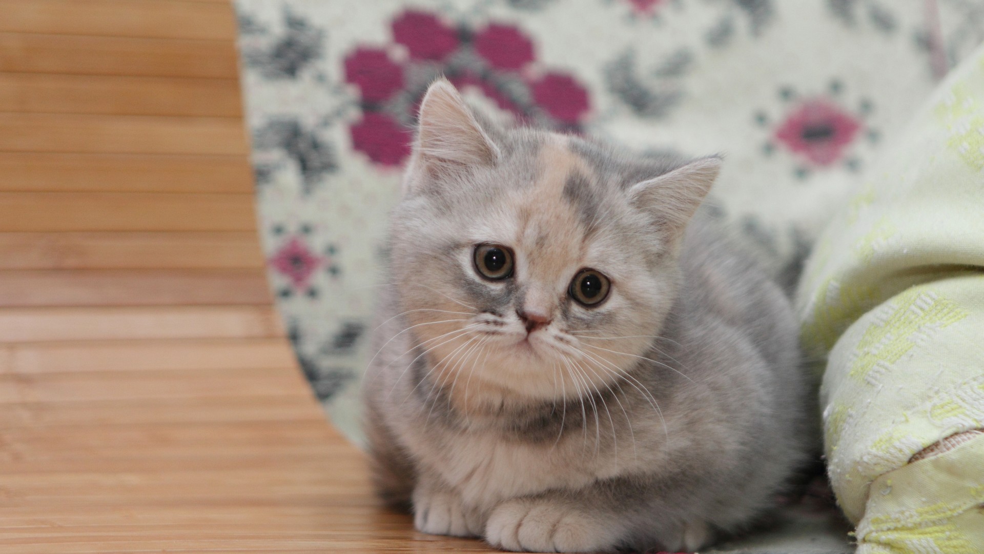 英国短毛猫桌面壁纸
