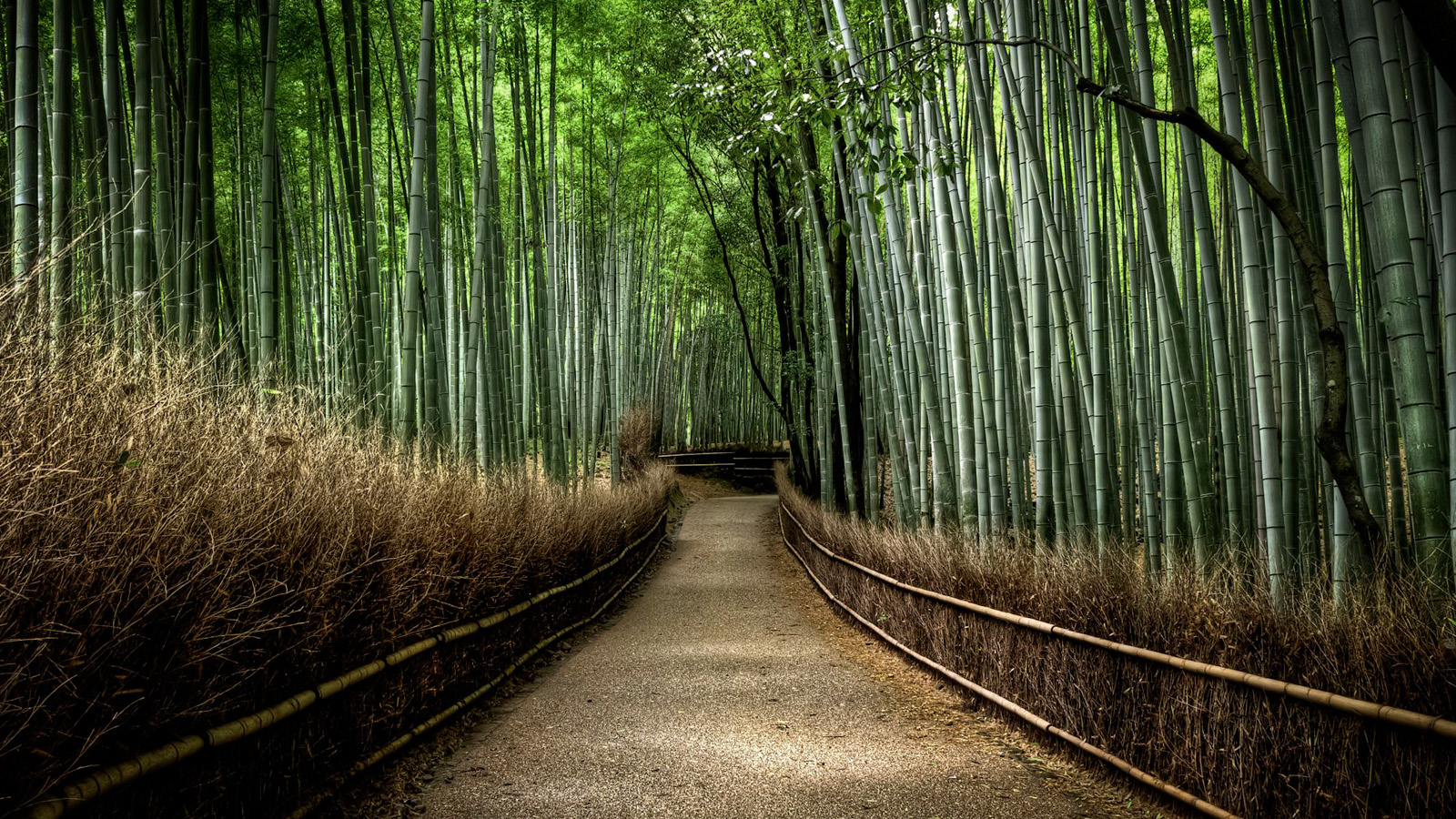 竹林小径美景壁纸，免费下载高清电脑桌面背景