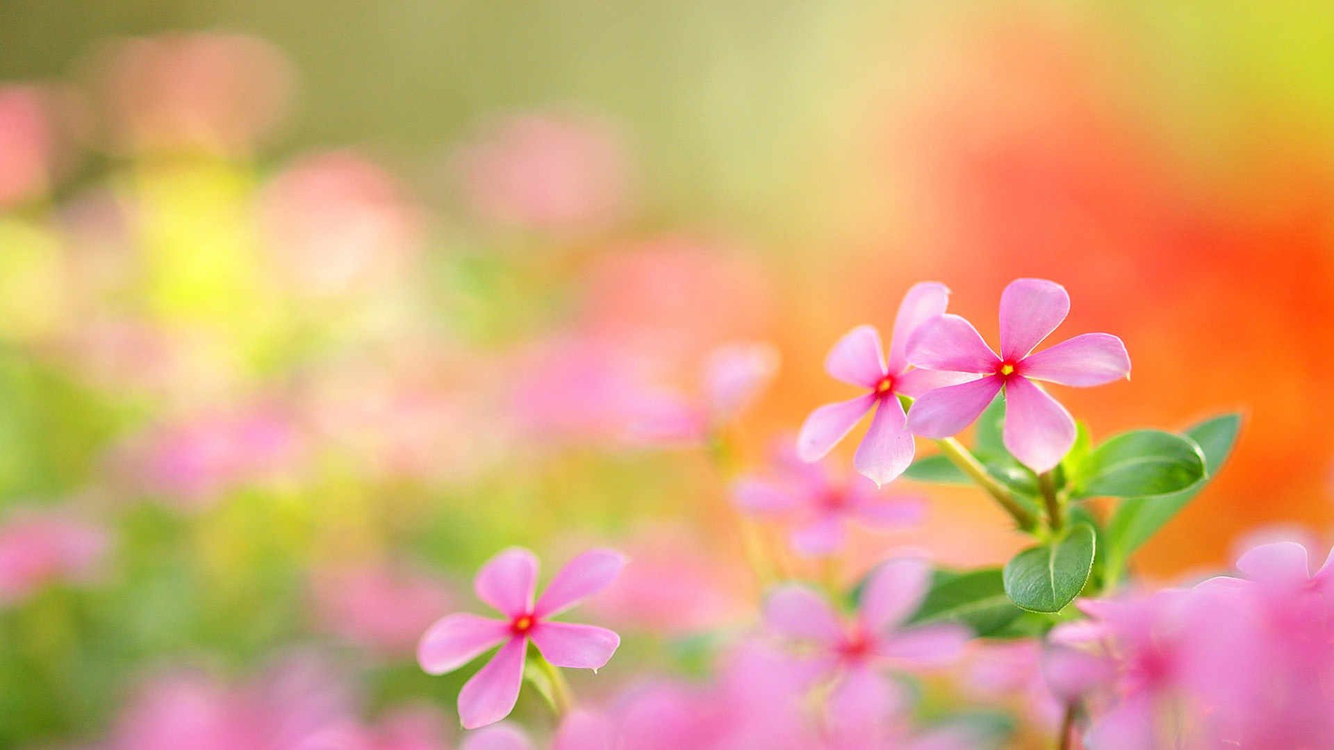 粉色小花高清壁纸，免费花卉电脑桌面背景下载