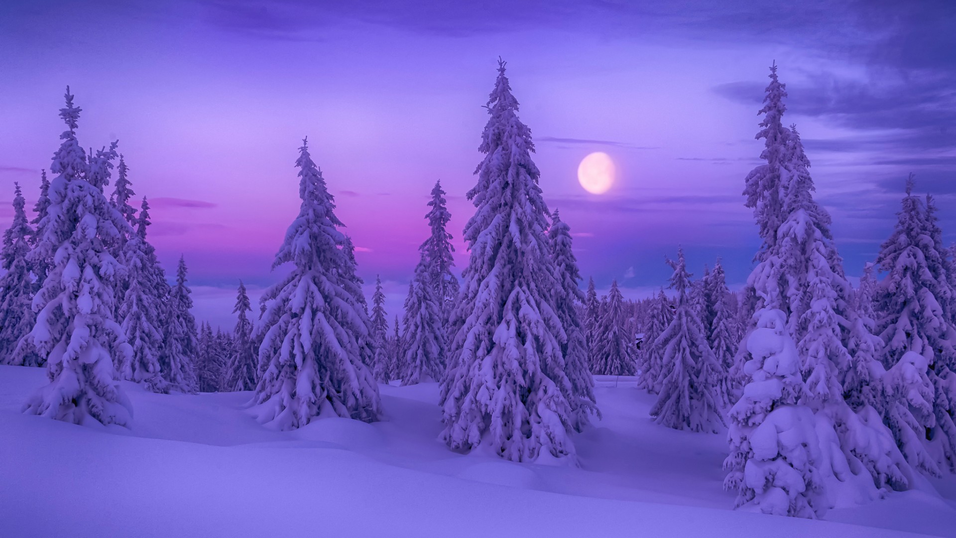 冬日森林雪景，高清树木雪地壁纸，免费下载电脑桌面背景