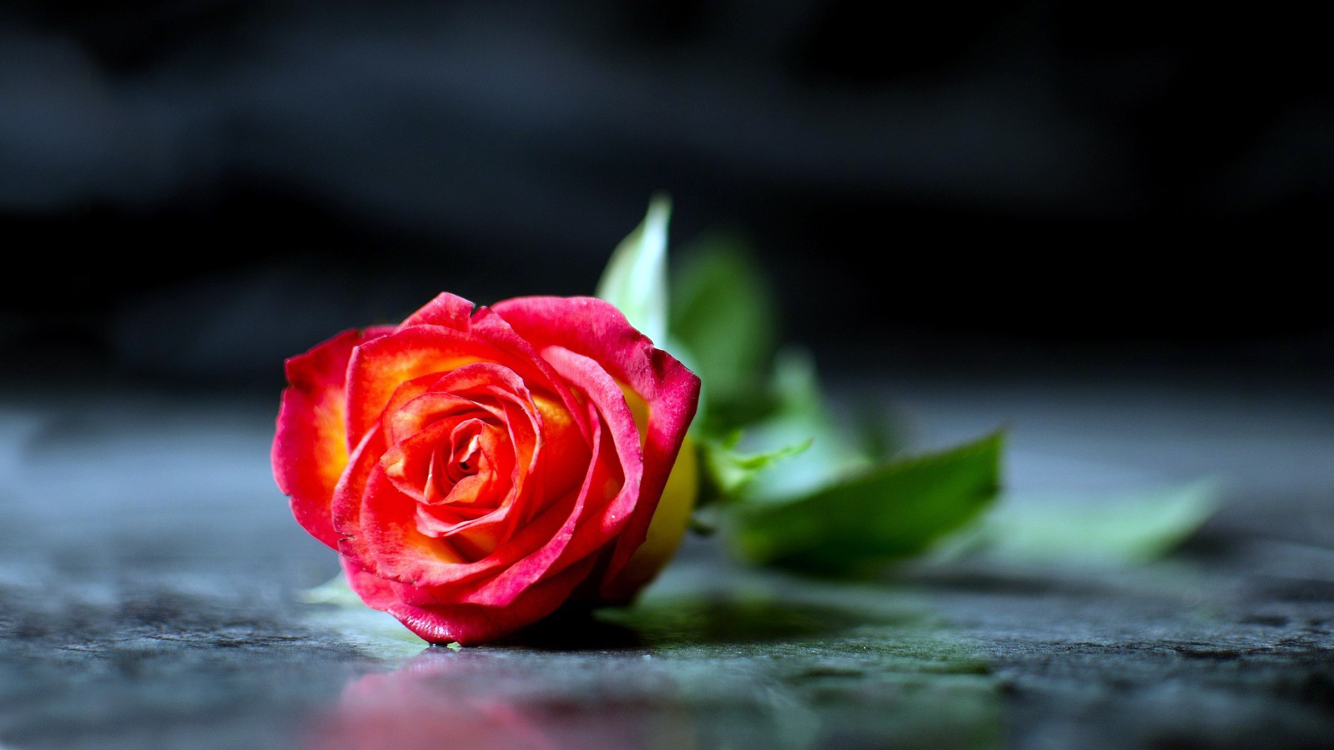 红色，玫瑰，花瓣，桌面壁纸