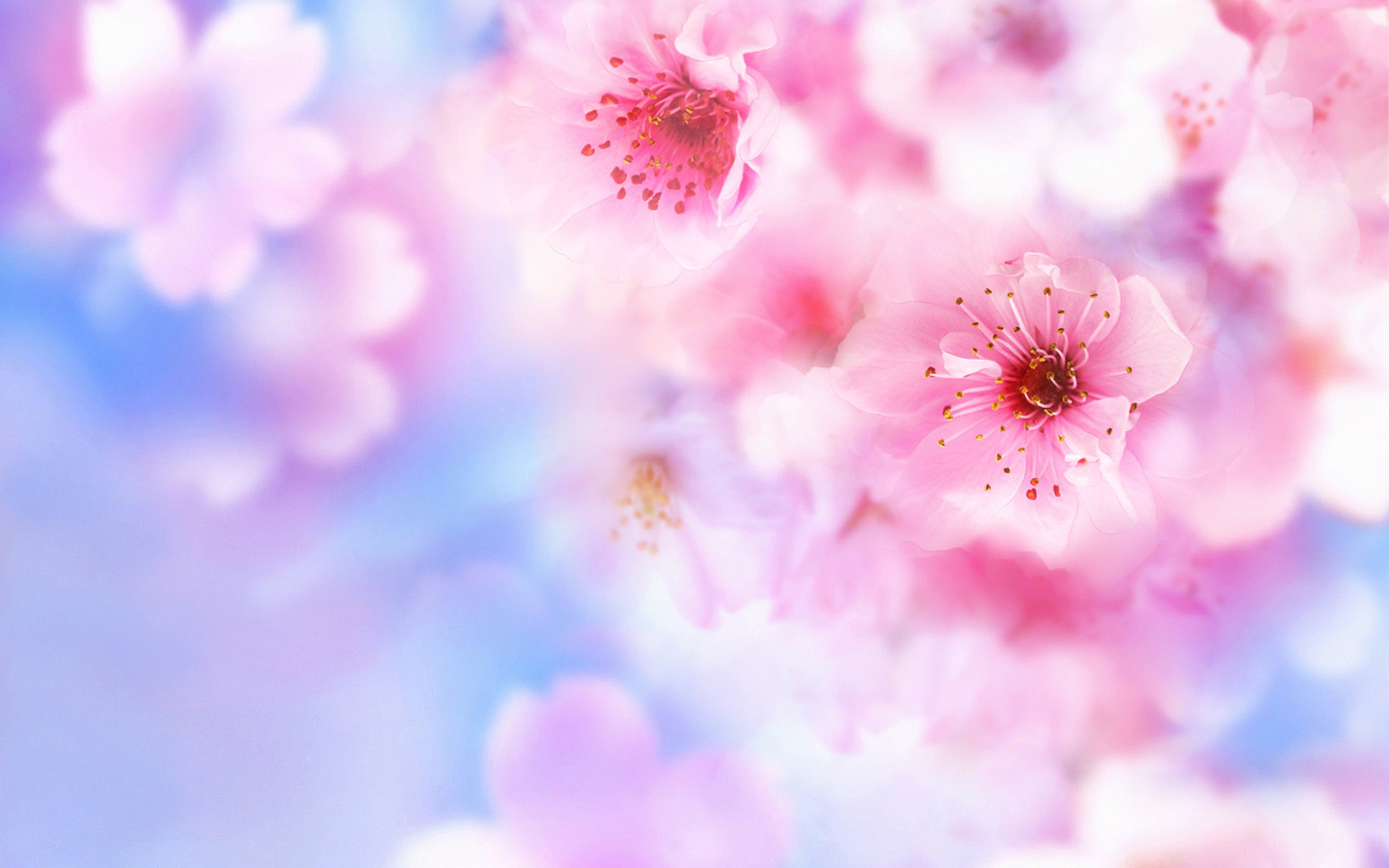 粉红花卉壁纸，免费高清电脑壁纸下载