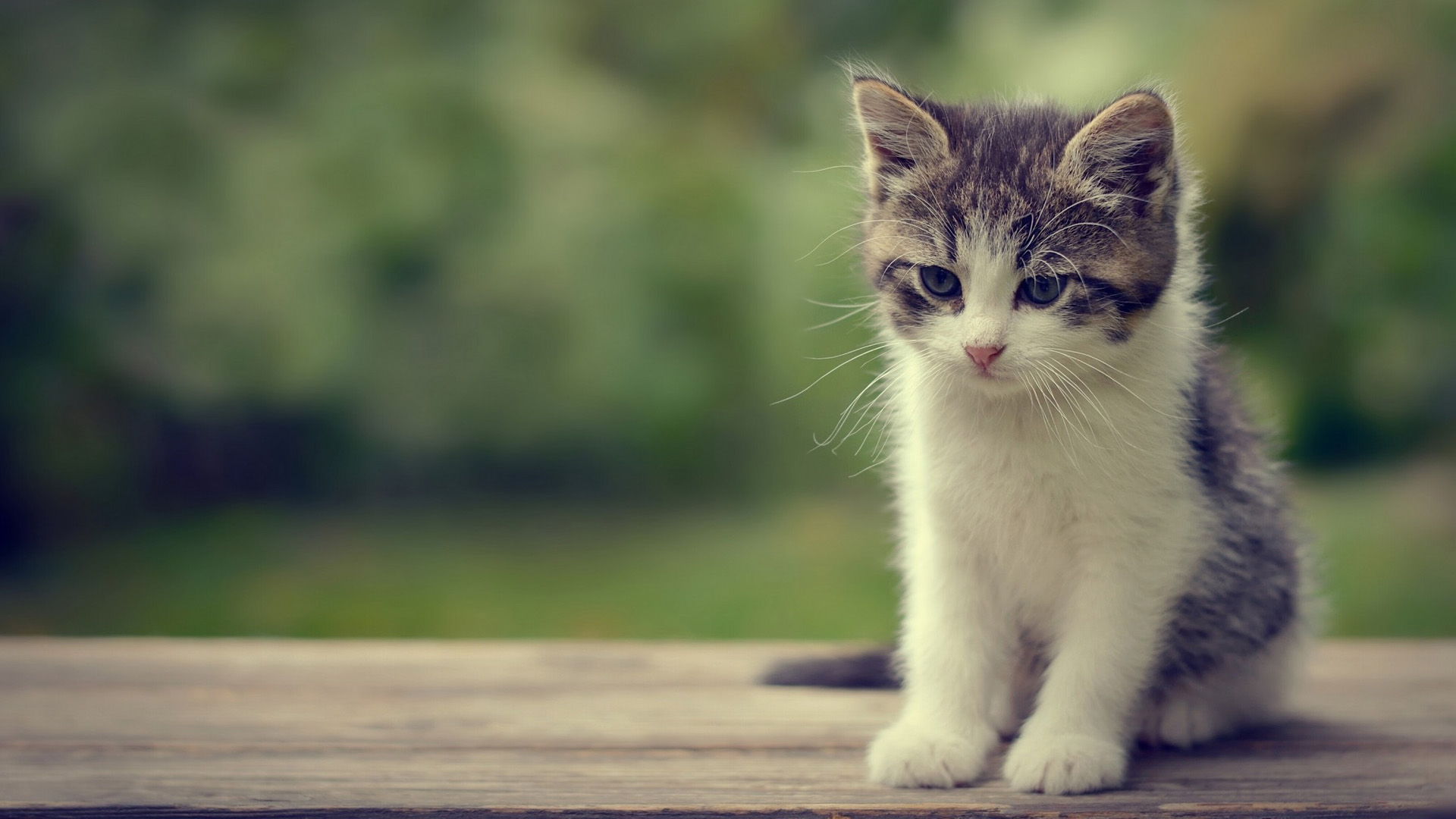 小猫胡子宝贝，精选可爱动物壁纸，免费电脑壁纸下载