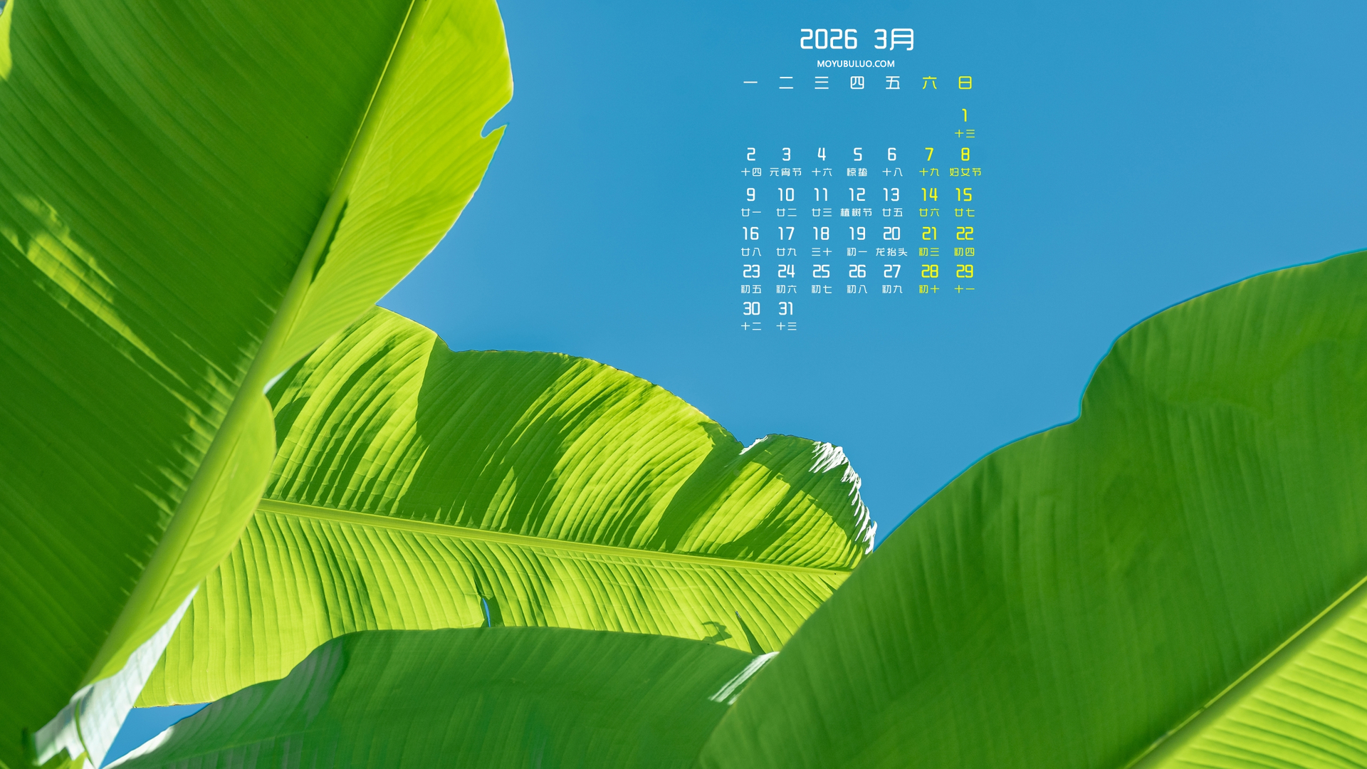 芭蕉叶2026年3月高清护眼日历电脑壁纸免费下载