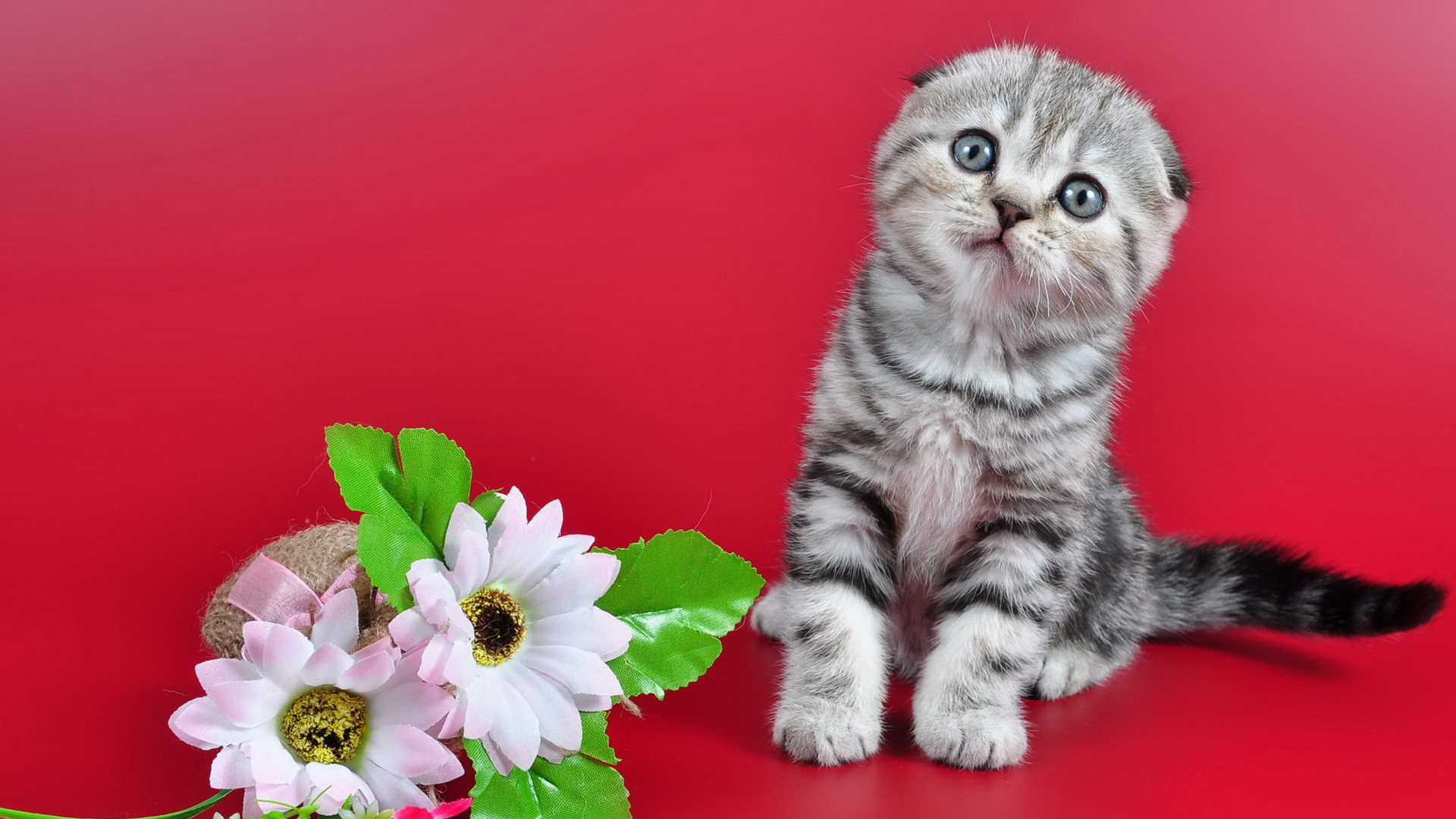 小猫凝望，粉色花海中的可爱瞬间，免费高清壁纸下载