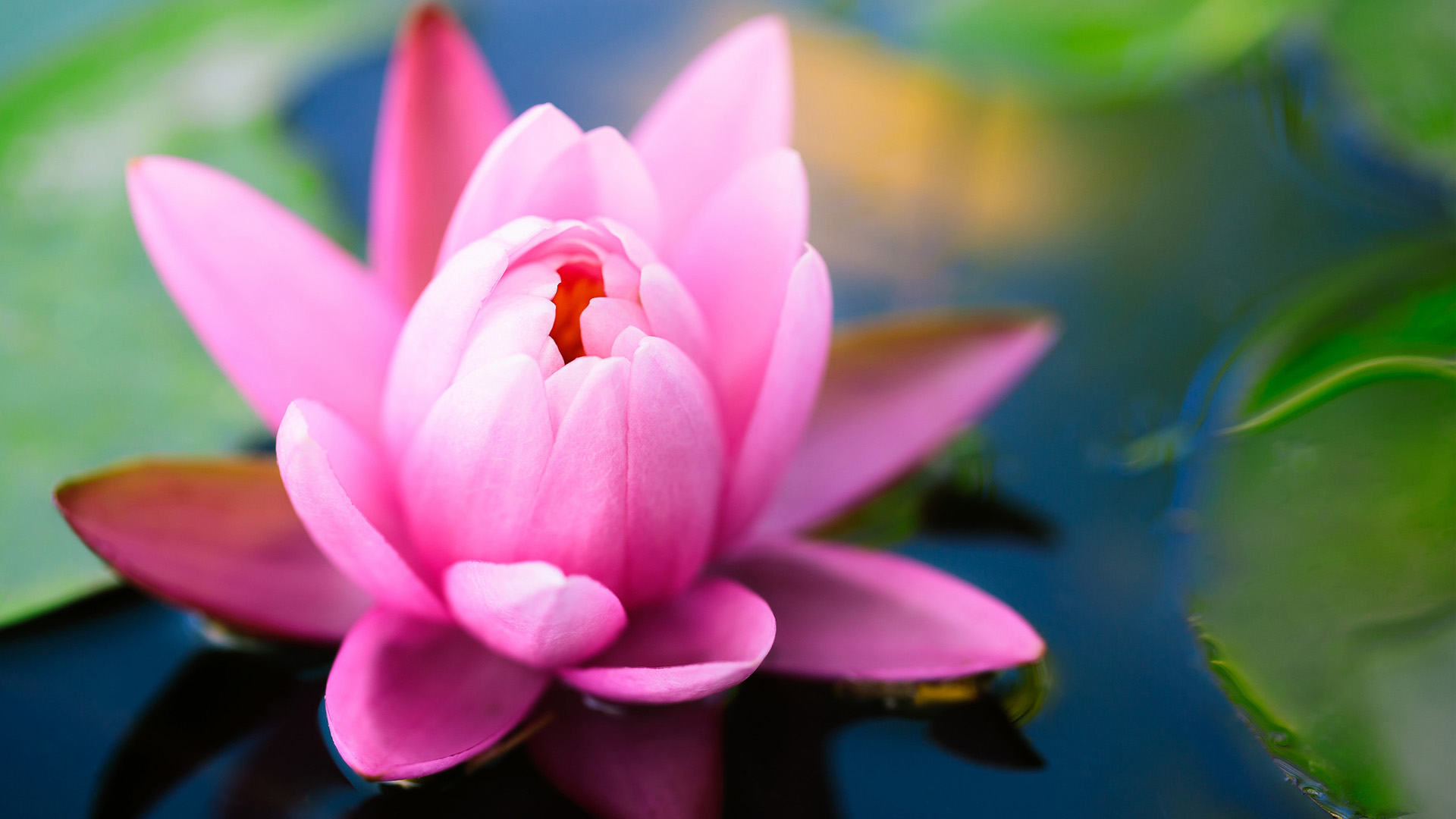 睡莲高清宽屏桌面壁纸，精选花卉电脑壁纸，免费下载