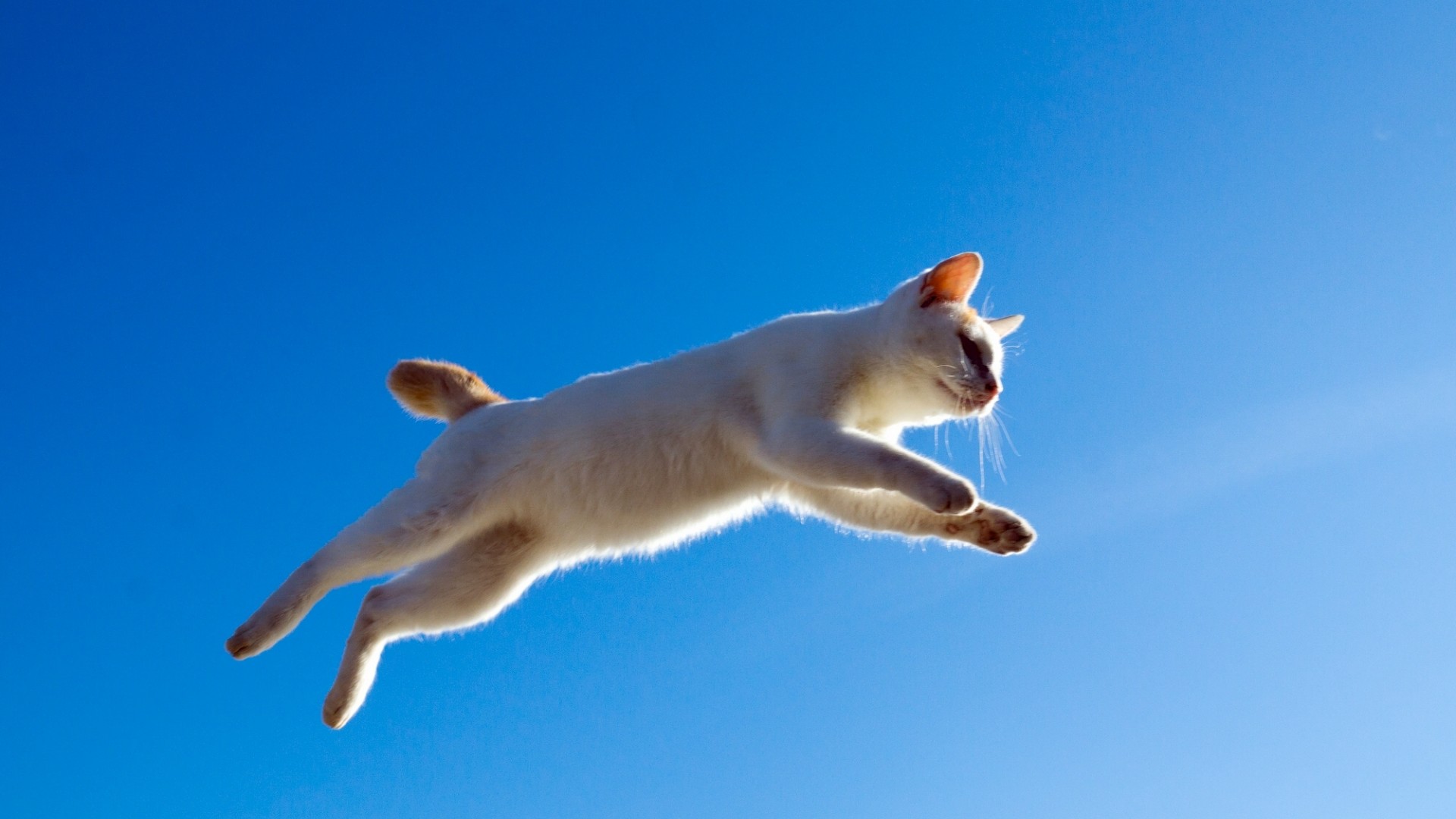 猫跃飞行，天空白猫桌面壁纸，免费下载动物电脑背景