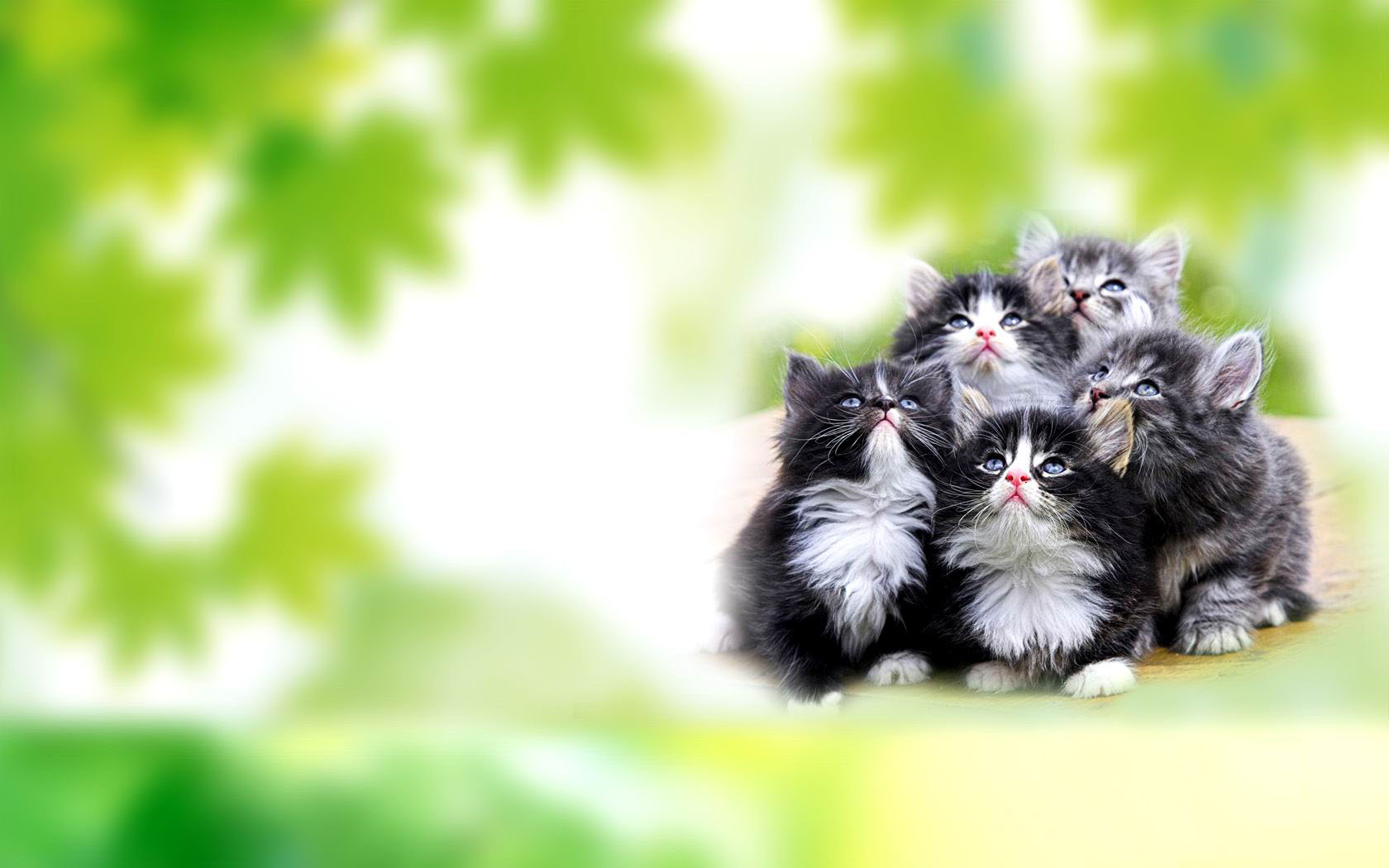 猫咪萌宠桌面壁纸，精选免费下载，打造温馨电脑界面