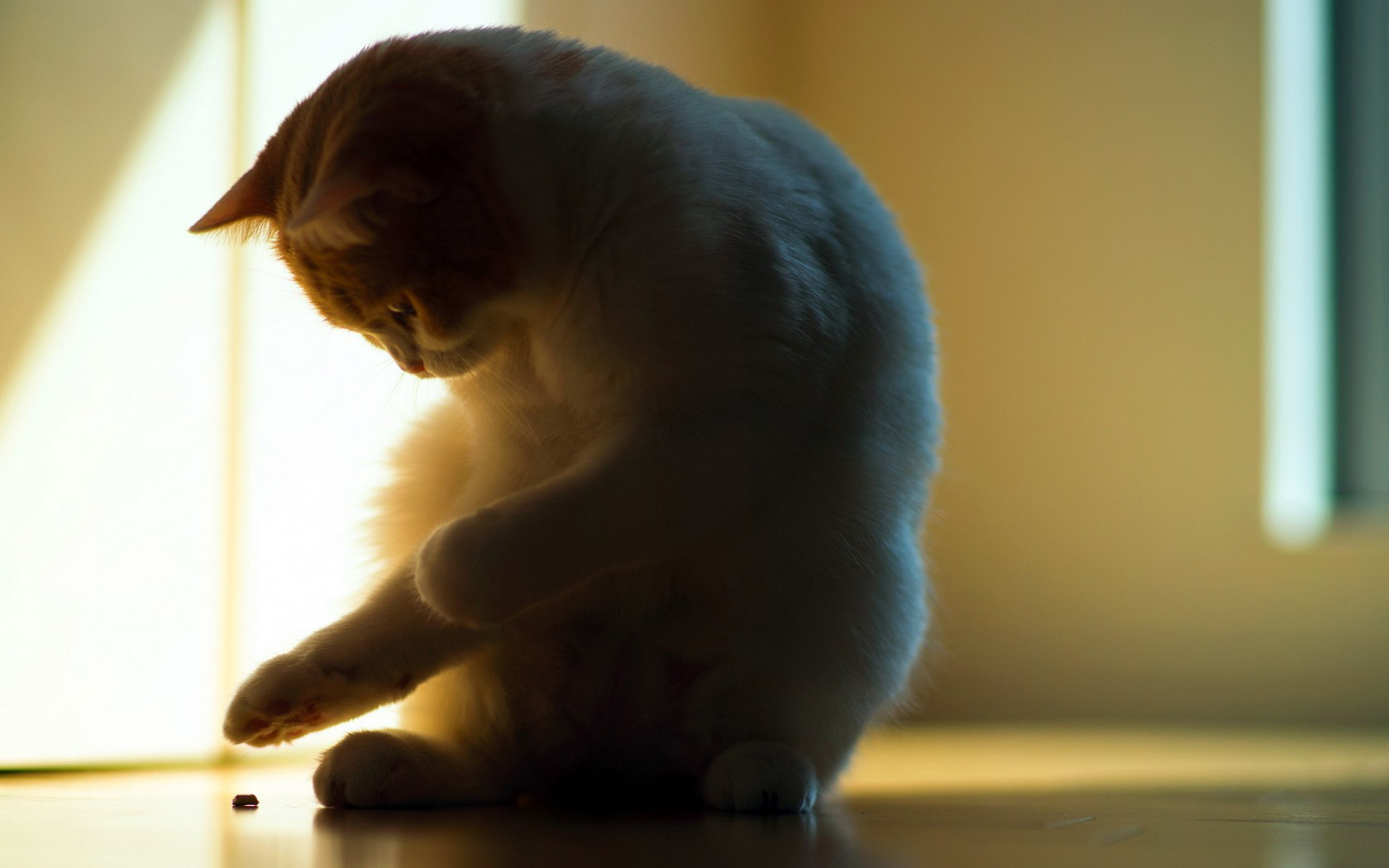 小猫玩耍高清桌面壁纸，免费动物电脑壁纸下载