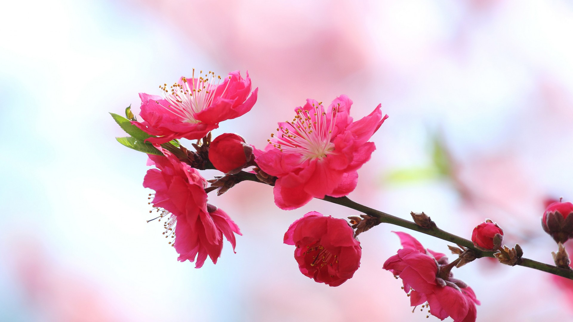 自然春日盛景，粉色桃花园林，花瓣飘落桌面壁纸，免费下载花卉美景