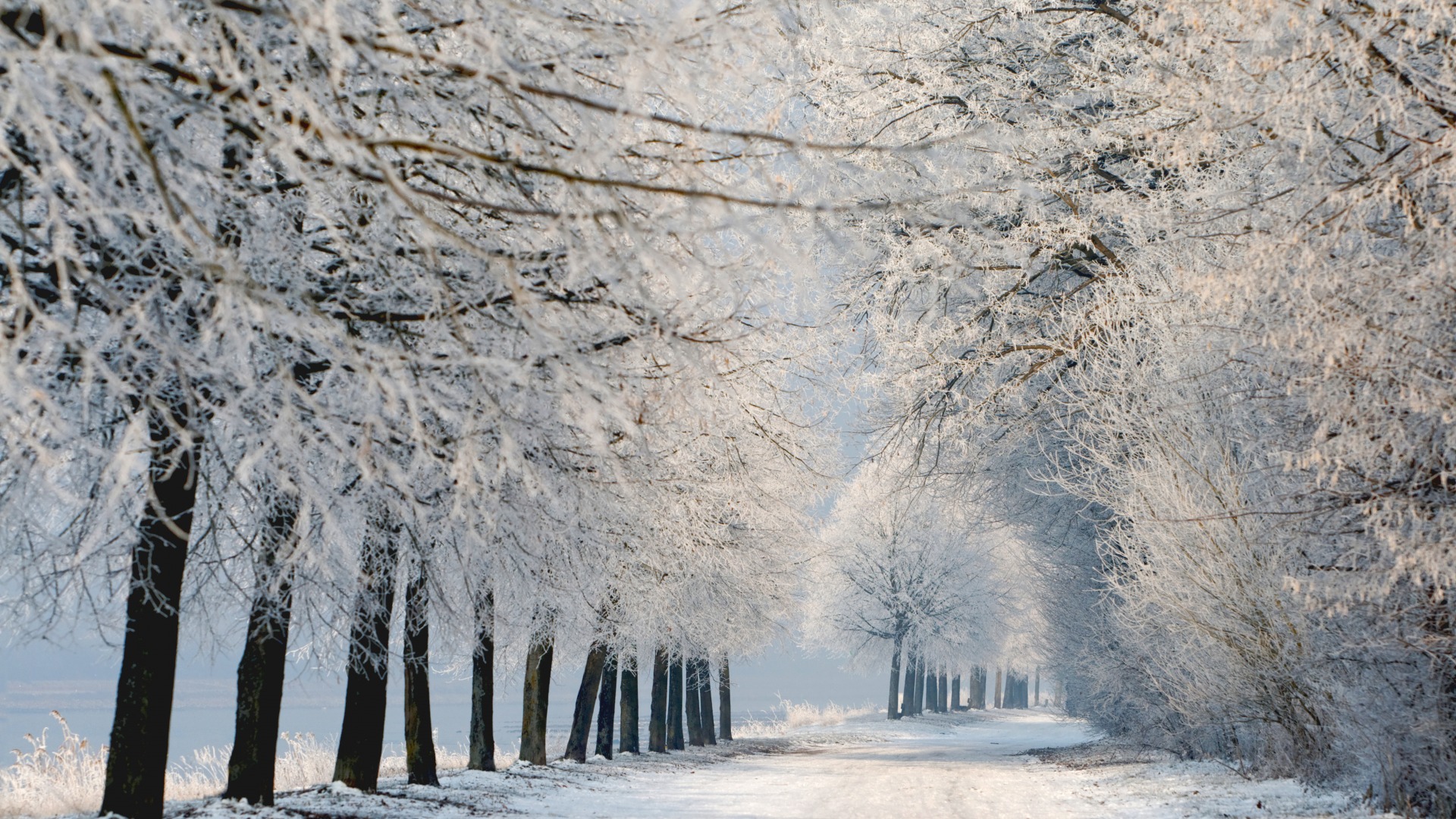 自然,冬天,雪,树木,路,美景,桌面壁纸