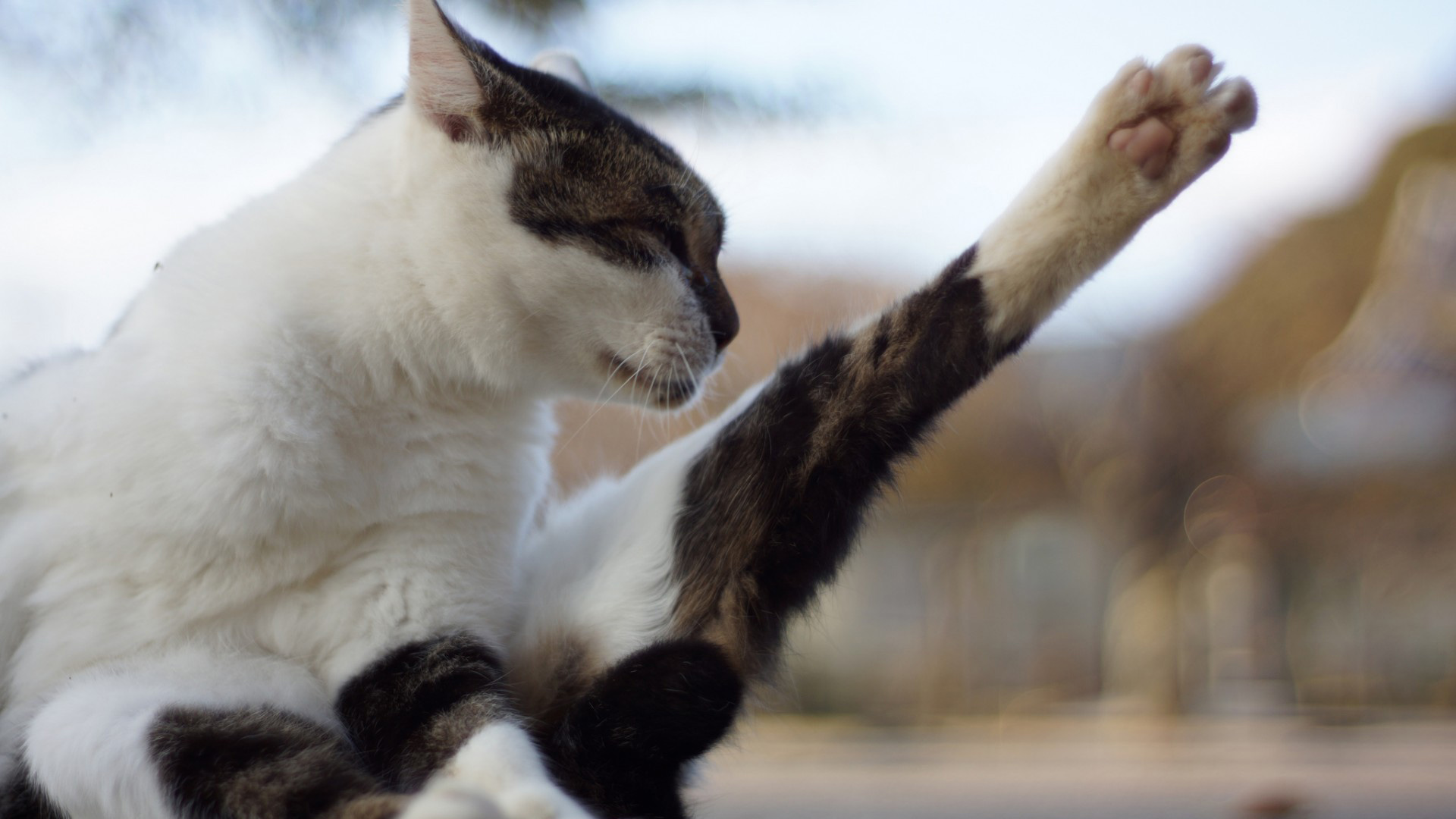 猫咪伸腿秀美腿，萌态可掬！免费下载可爱猫脚桌面壁纸