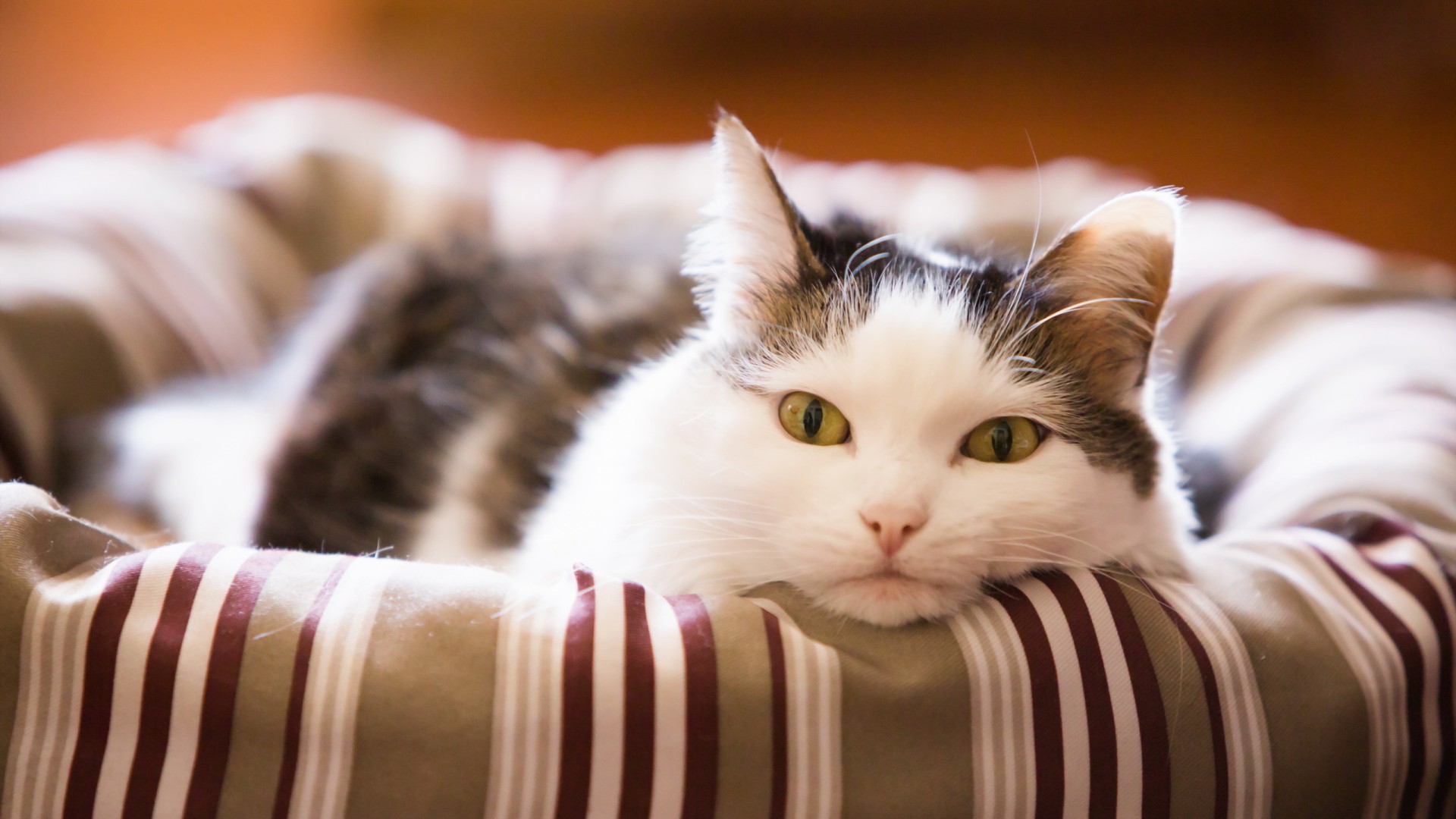 早上好 Good morning，猫，窝，房子，可爱动物壁纸