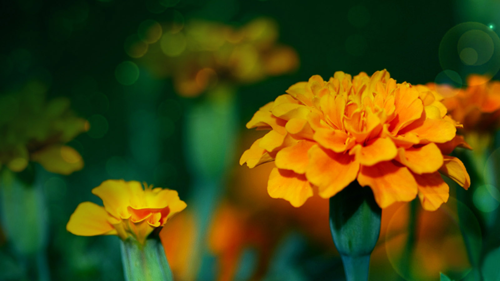 橙色鲜花桌面壁纸，精选花卉图案，免费电脑壁纸下载