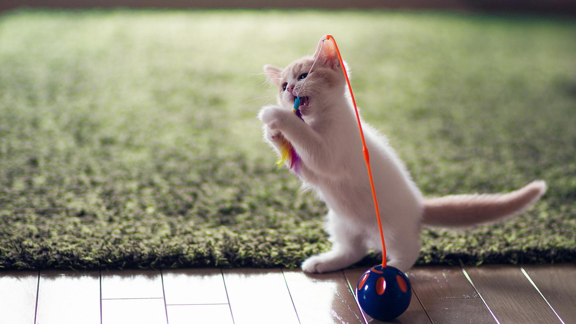 小猫趣玩玩具壁纸，精选动物主题，免费电脑壁纸下载