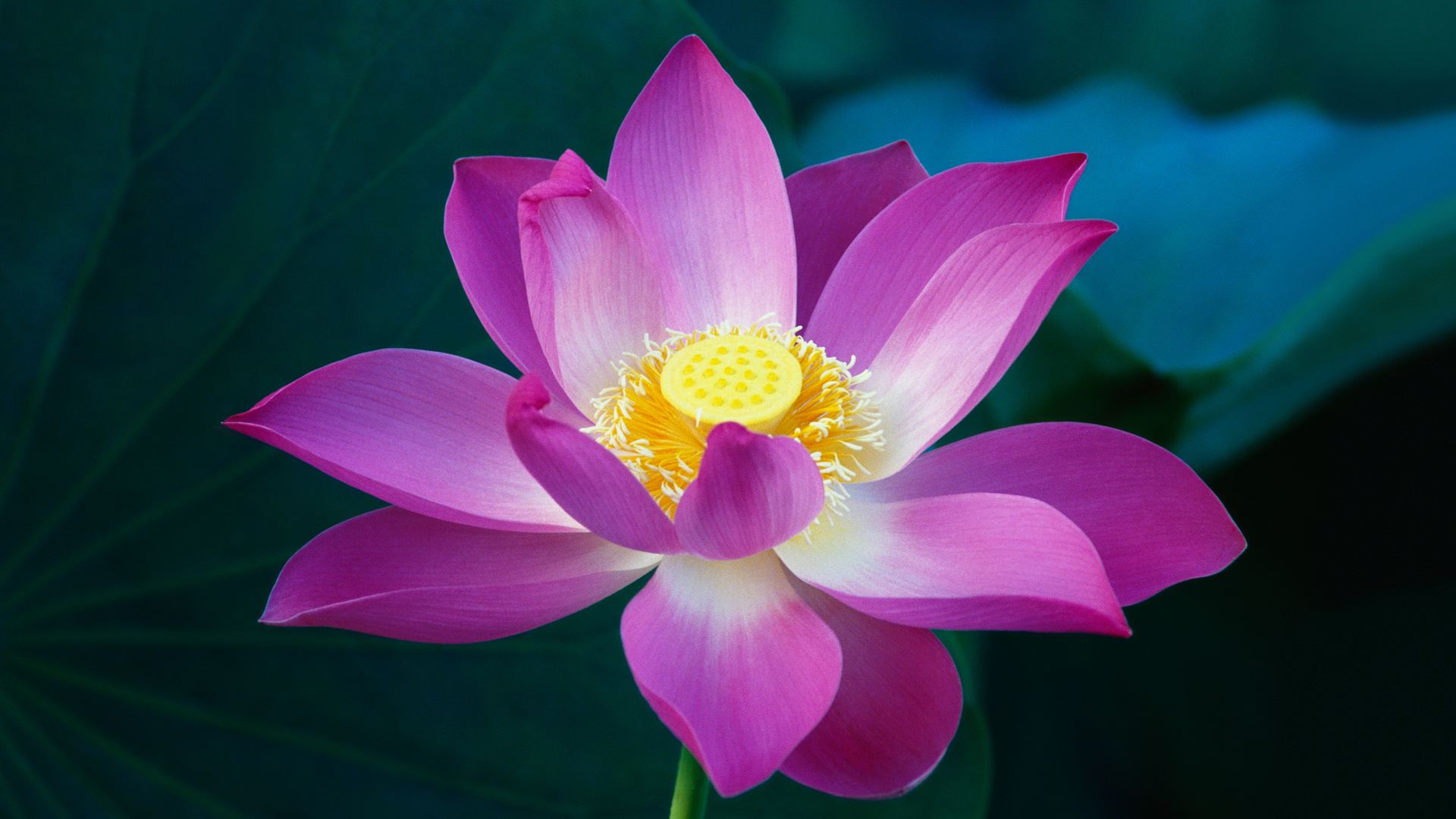 桃红色莲花2k壁纸