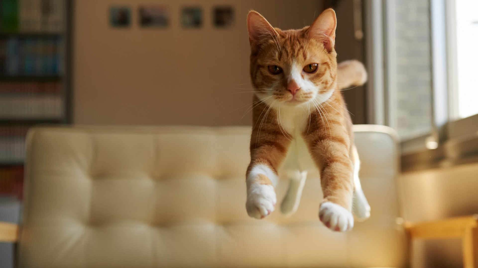 猫跃红瞳，跳上房顶，精选动物壁纸免费下载！