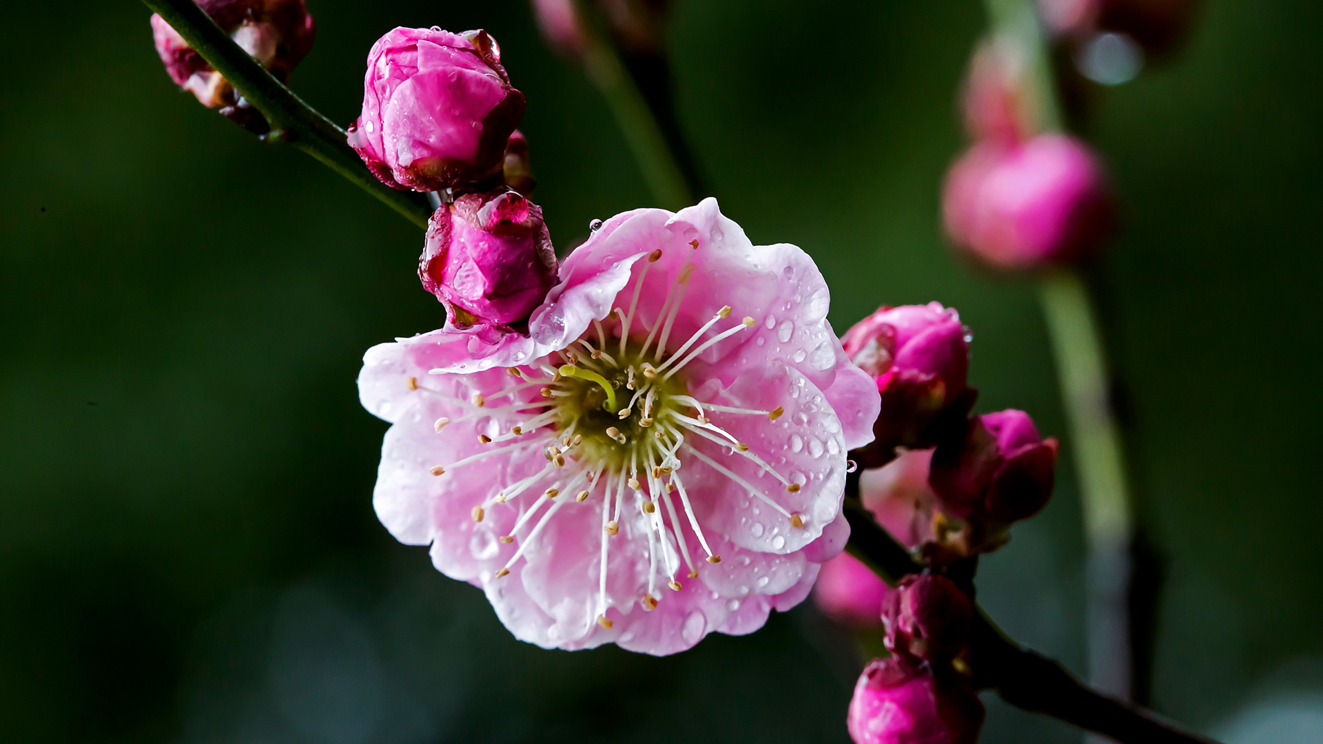 梅花花卉高清壁纸，免费电脑桌面背景下载