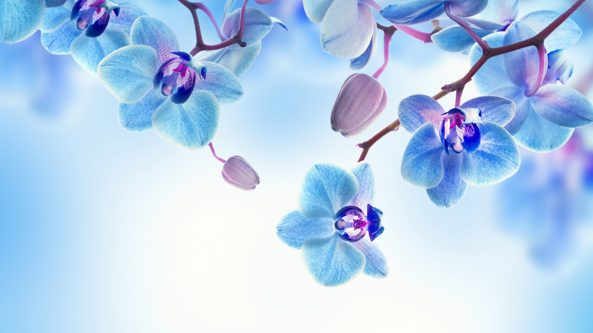 兰花盛开美景，免费下载漂亮花瓣桌面壁纸