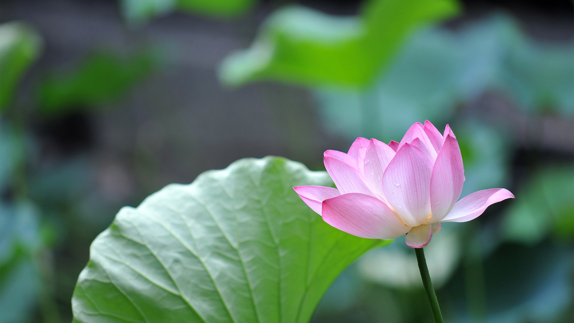 粉红色荷花壁纸，精选花卉桌面背景，免费高清下载