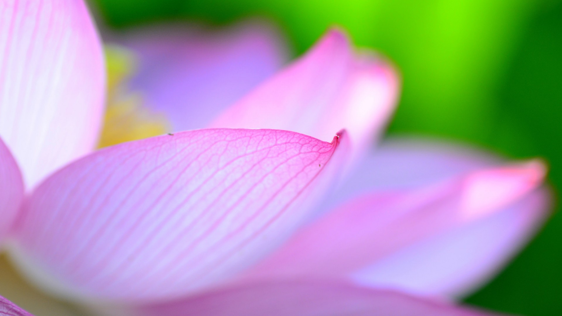 莲花绽放,花瓣绽放之美,绿色叶子背景,免费高清花卉壁纸下载