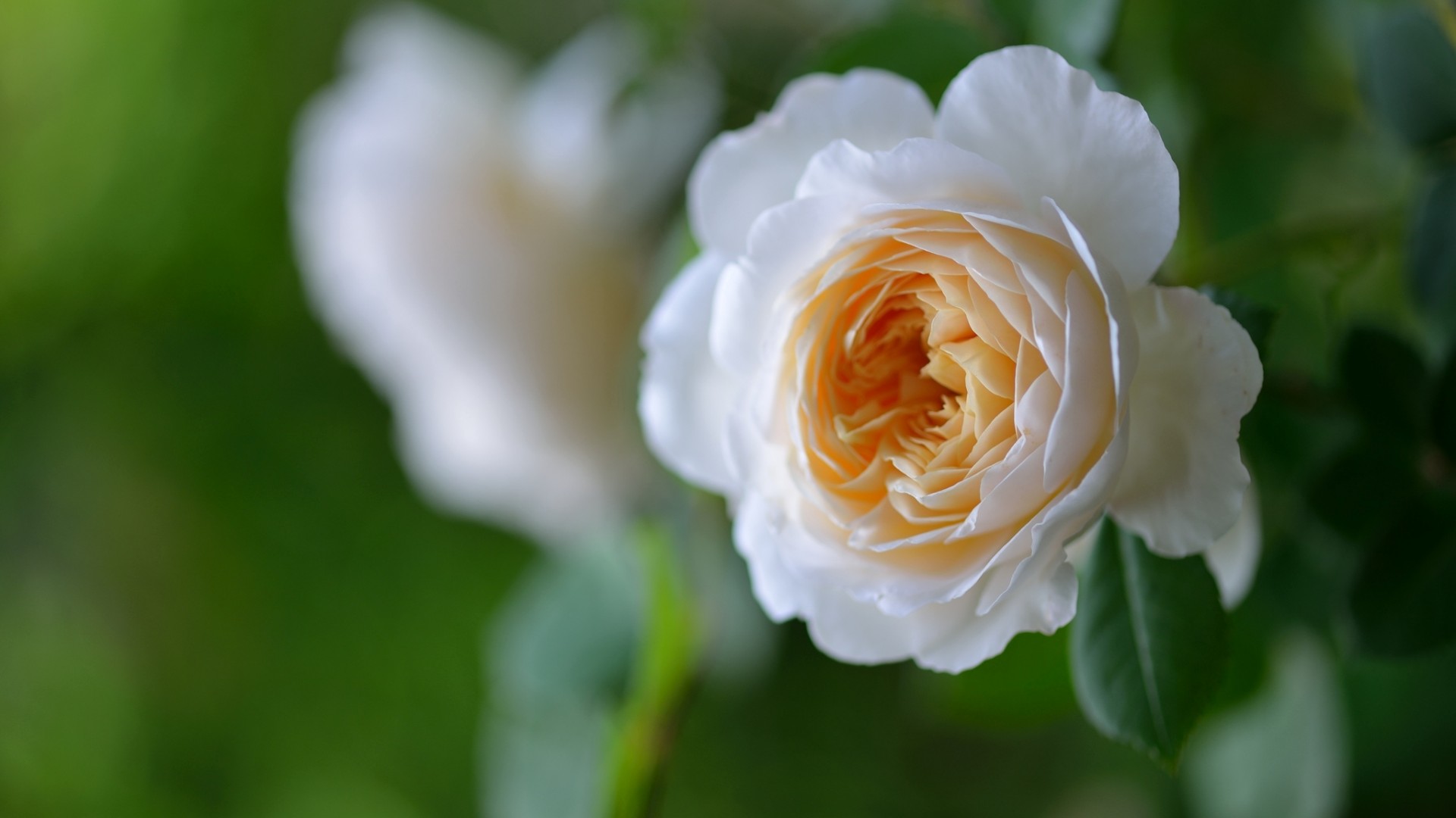 玫瑰,白色,花朵,芽,特写,玫瑰花,高清壁纸