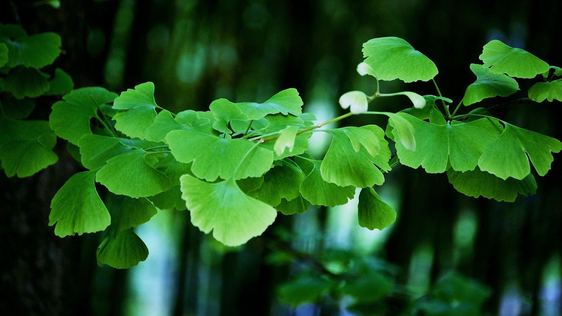 夏日绿意盎然，精选桌面背景图片，免费下载电脑壁纸！