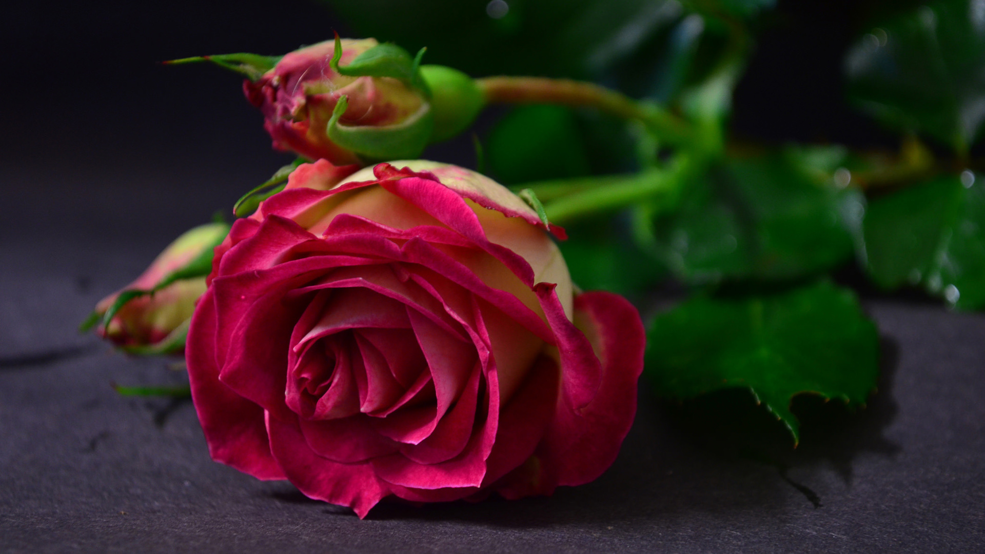 玫瑰花 粉红玫瑰 鲜花 玫瑰花高清壁纸