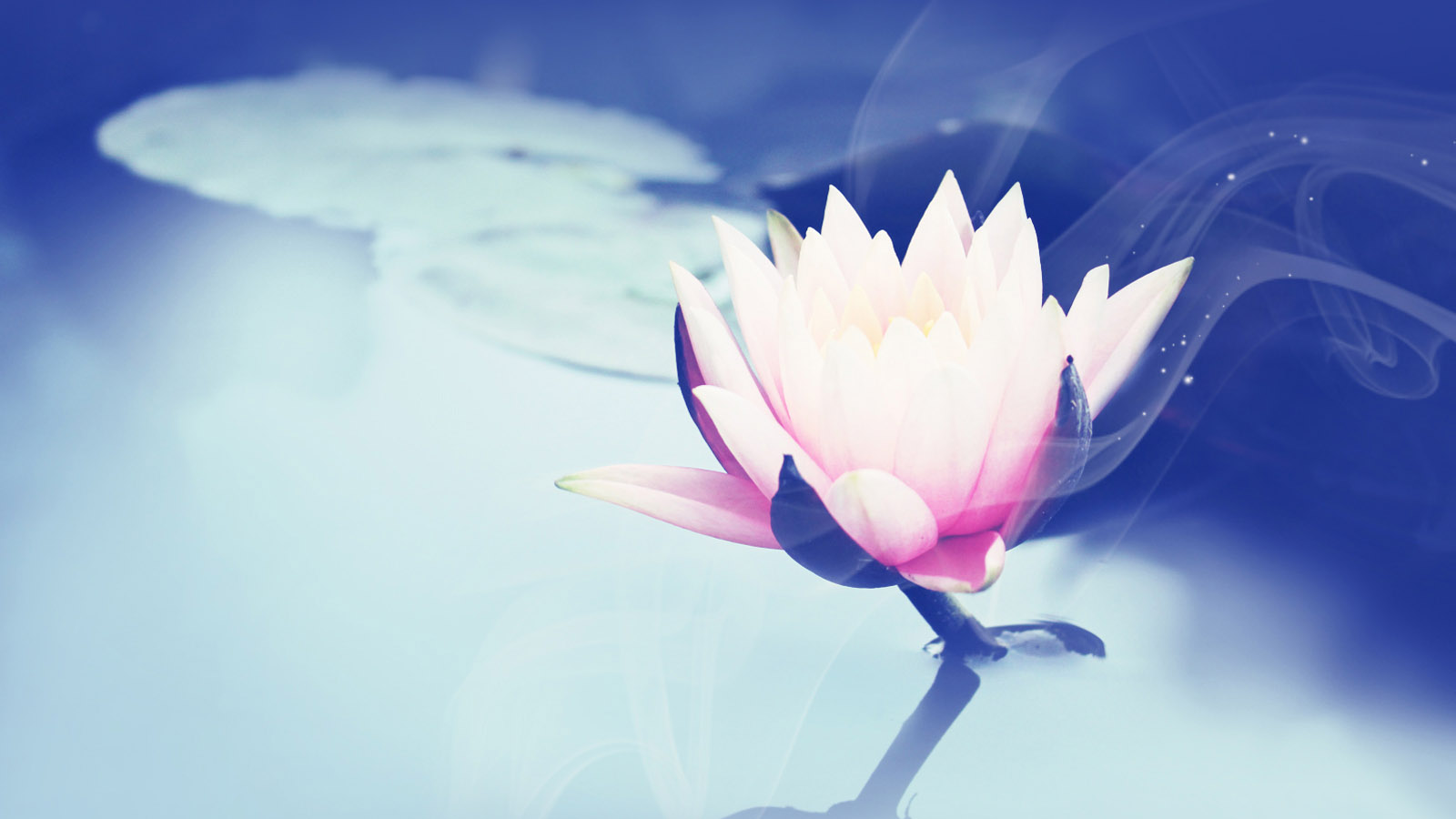 莲花电脑桌面壁纸