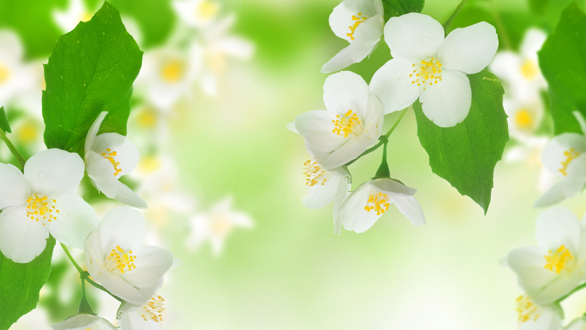 清新茉莉花桌面壁纸，免费花卉电脑壁纸精选下载