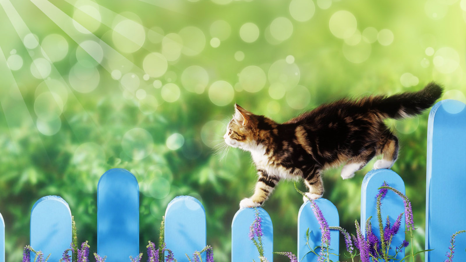 手绘猫咪萌趣桌面壁纸，唯美免费下载，装点你的电脑桌面！
