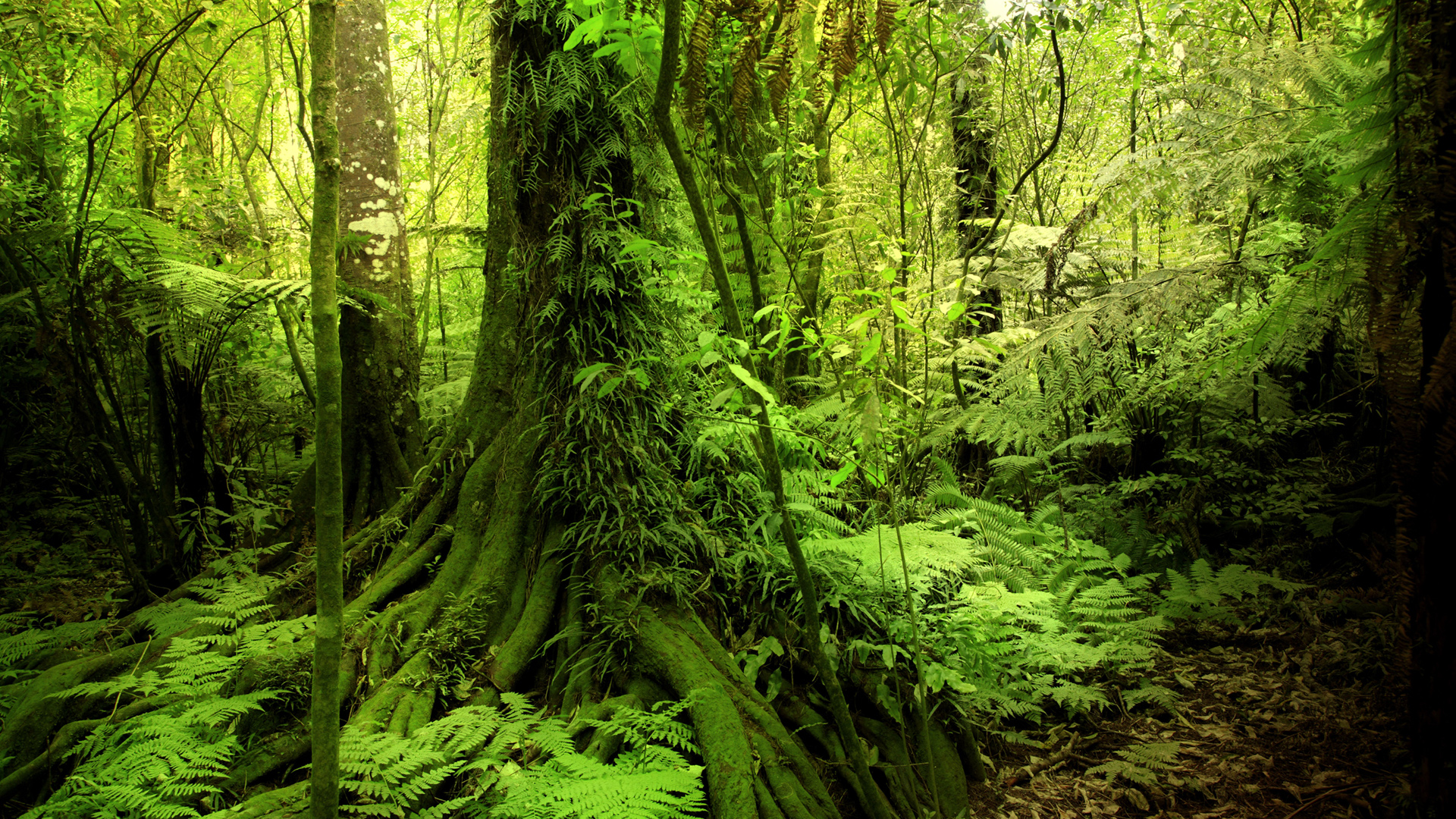 绿色森林苔藓丛林桌面壁纸，免费高清风景电脑背景下载