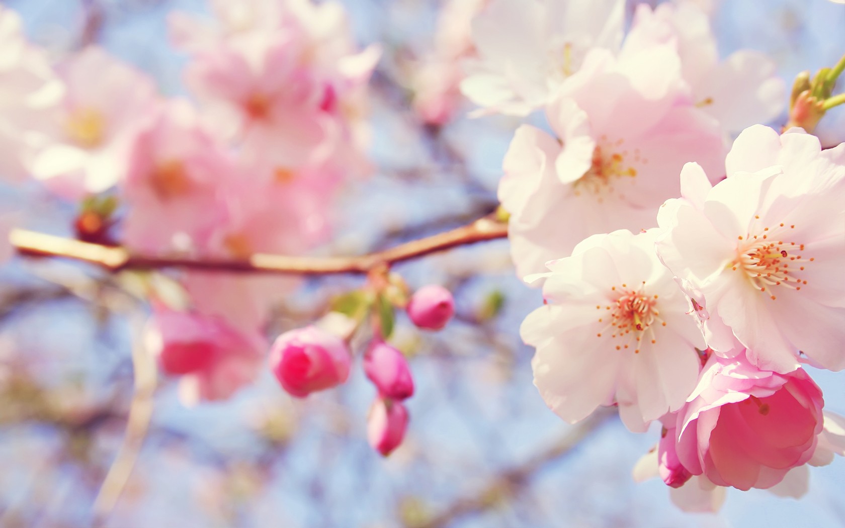 清新桃花壁纸，免费花卉电脑壁纸下载专区