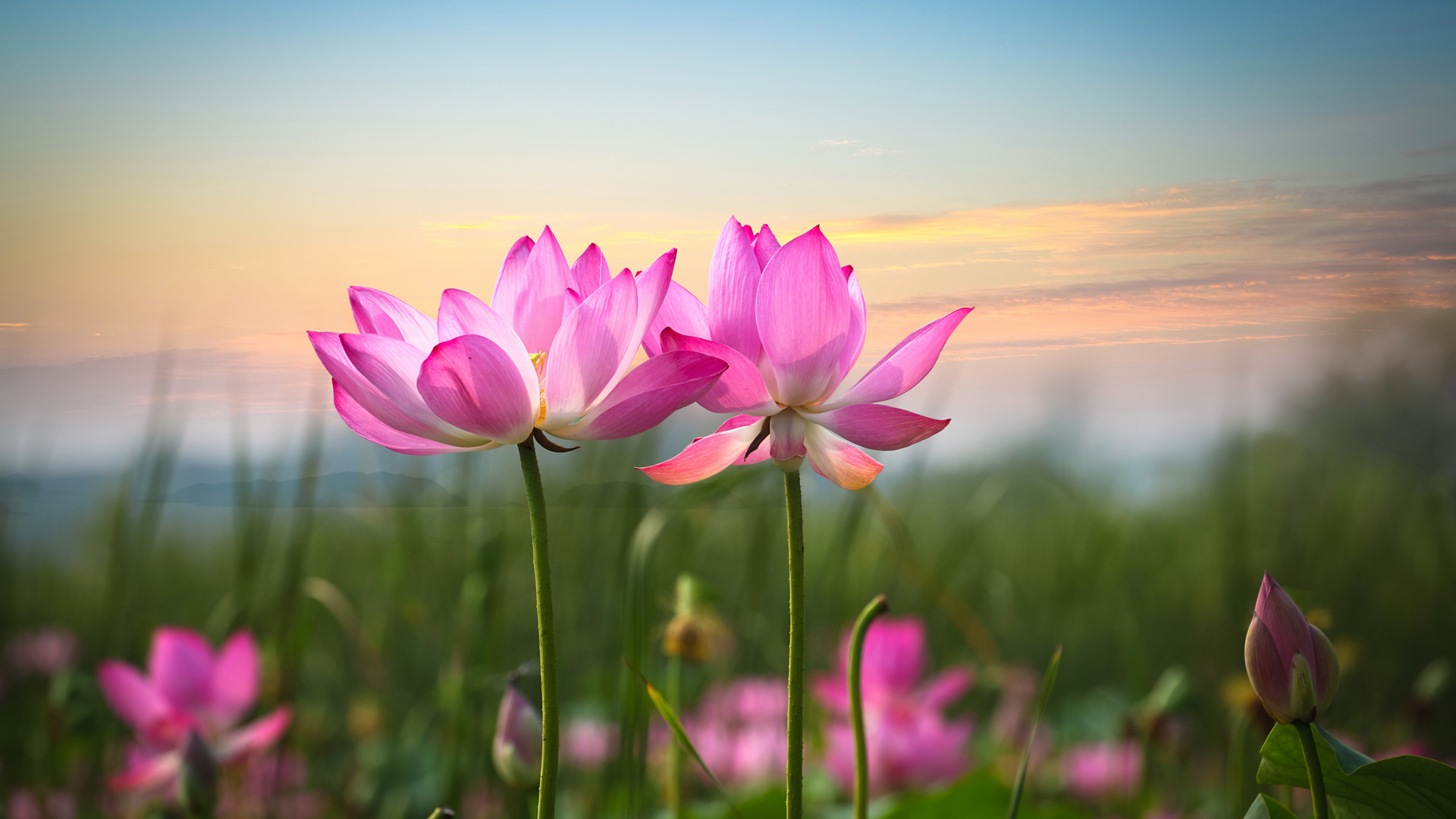 粉红莲花壁纸，精选花瓣桌面背景，免费下载花卉电脑壁纸