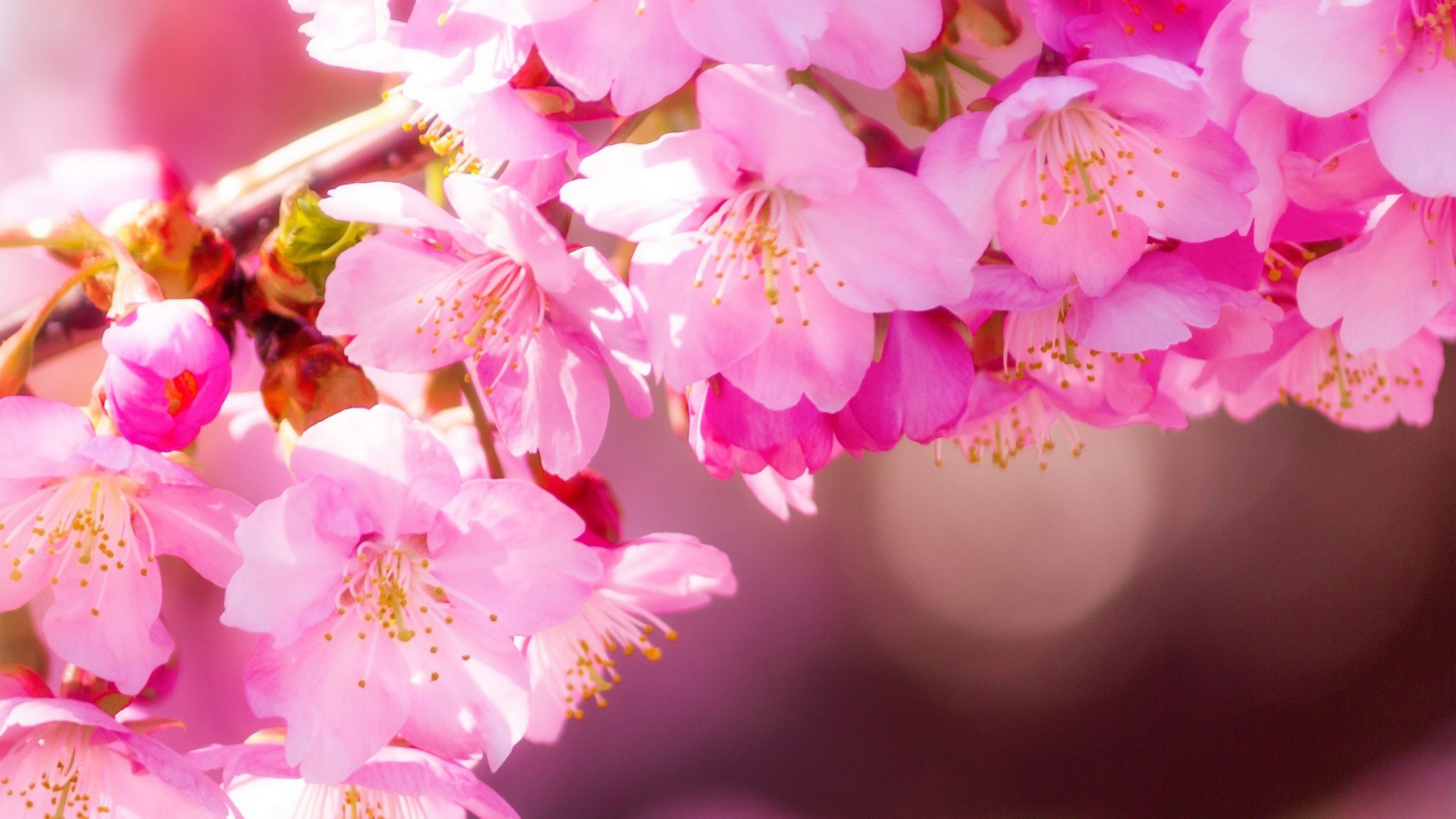 春日桃韵，高清粉色桃花桌面壁纸，花卉电脑壁纸免费下载